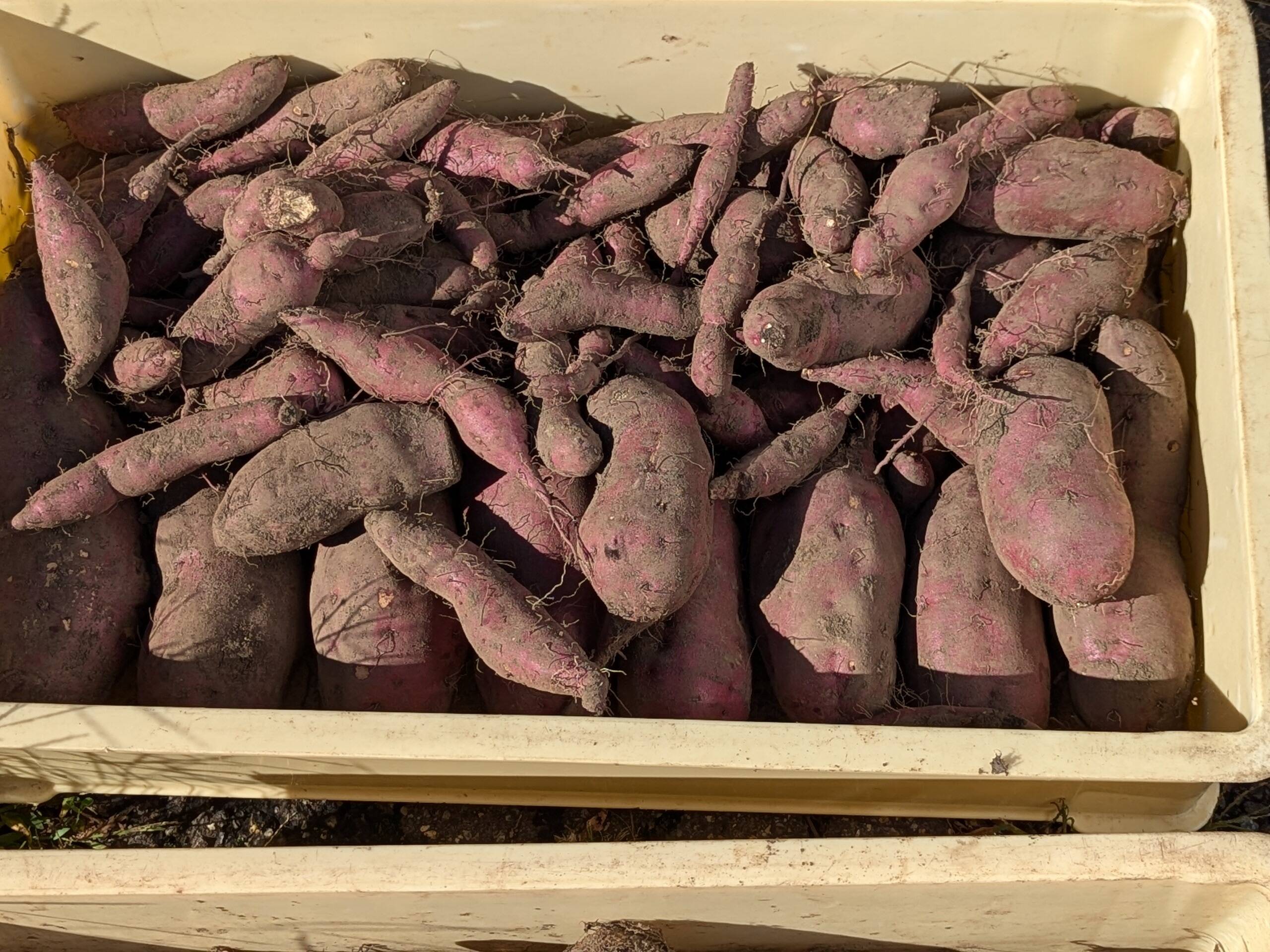 栽培期間中 農薬不使用】和食だけでなくおやつにも合う正統派！紅