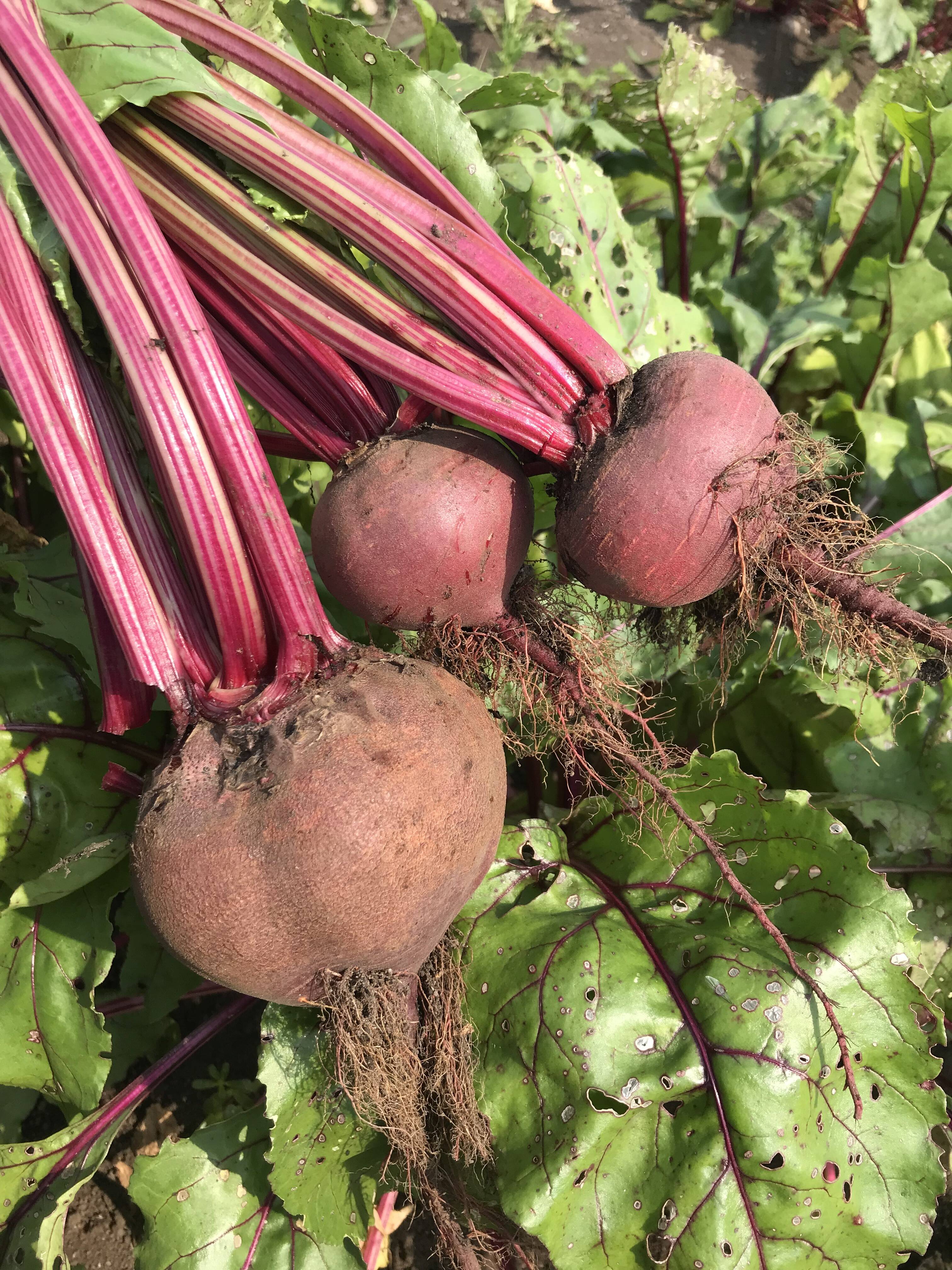 農薬化学肥料・除草剤不使用🌎北海道産【朝どれ】ビーツ5kg(10～25個