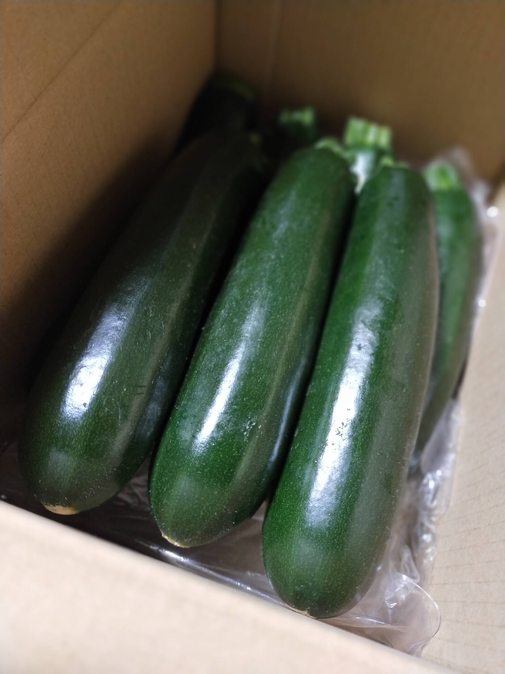 愛媛県産】【朝どれ】ズッキーニ グリーン(1.6㎏）8本前後：愛媛県産の