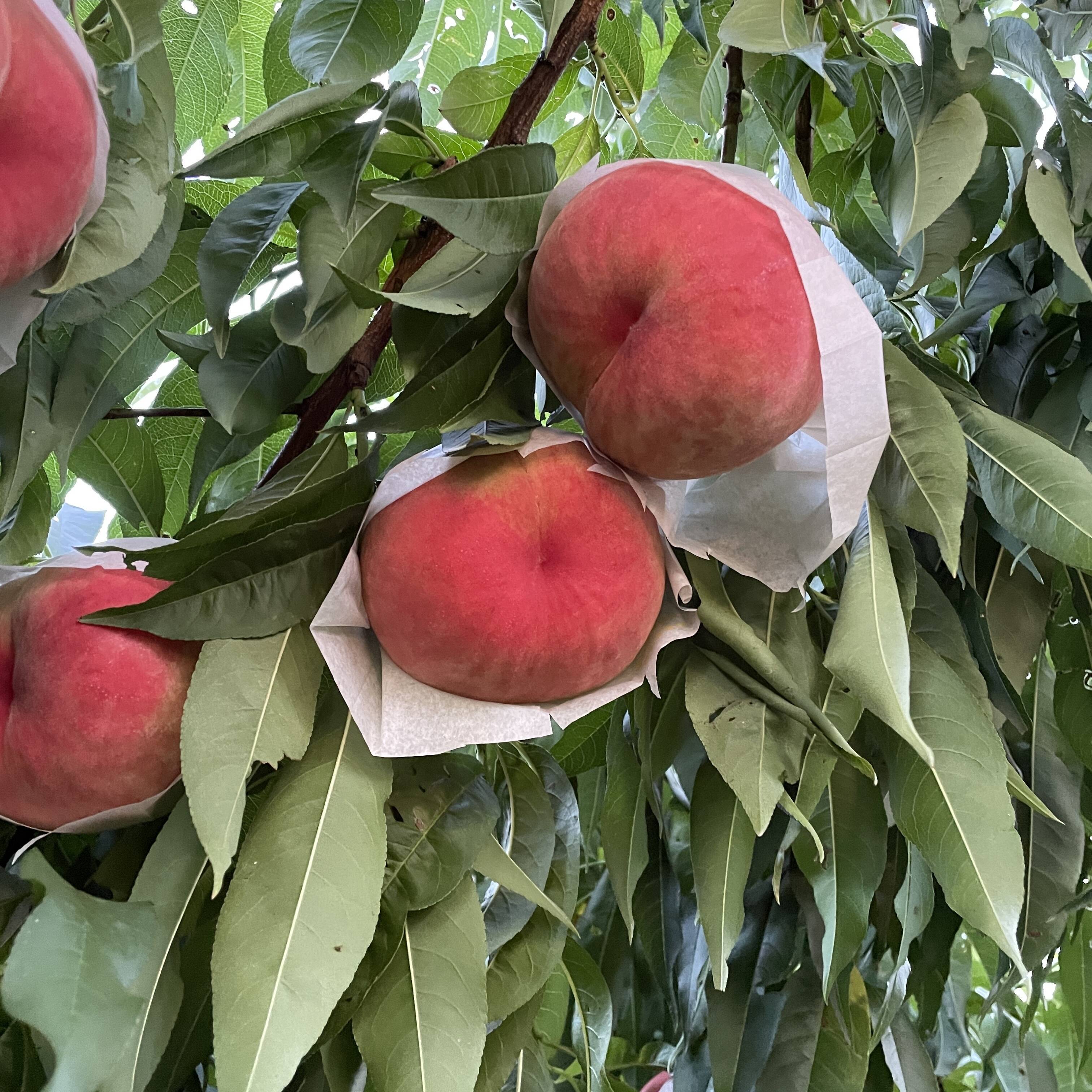 品種指定可能🙆】【ｶﾘｶﾘ硬めもも】品種おまかせ 🍑2キロ 🍑【ご