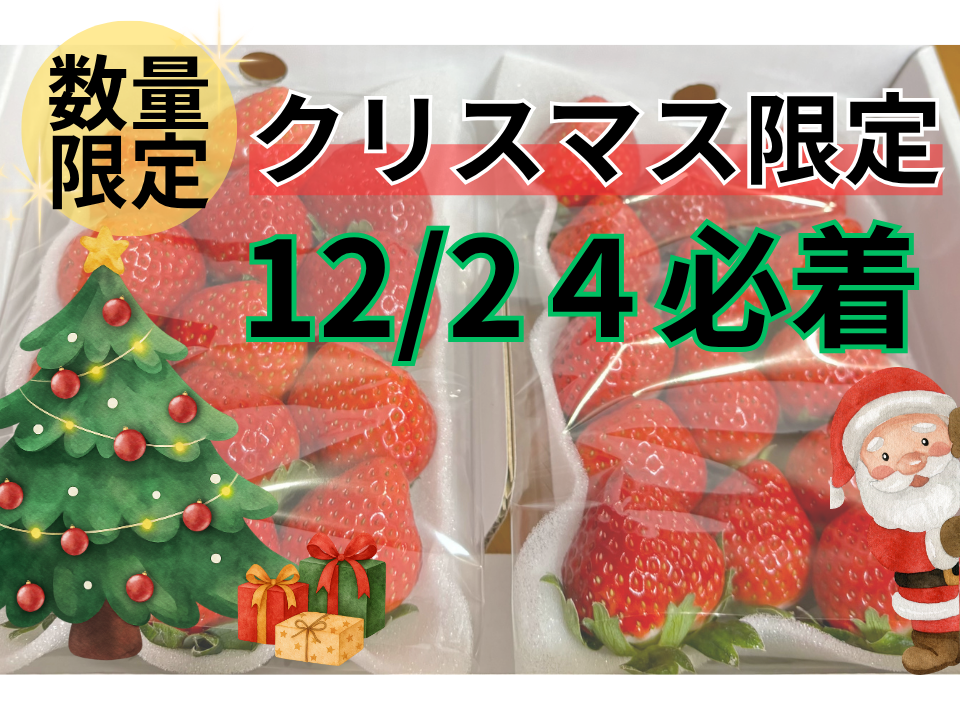 クリスマス限定】完熟いちご「恋みのり」250g×2パック：長崎県産の恋