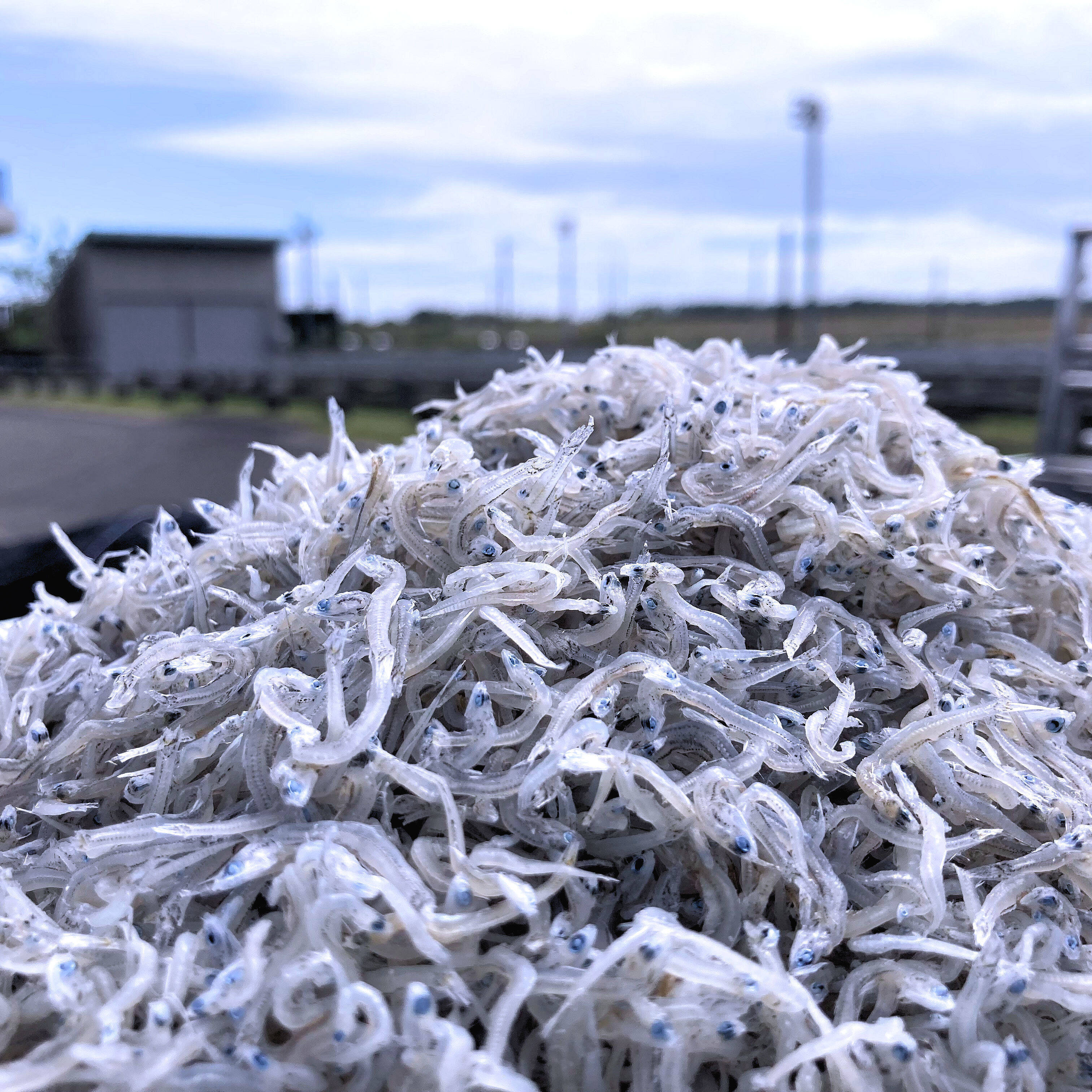 春しらす】【無添加・無着色】宮崎県産お徳用ちりめんじゃこ 600ｇ