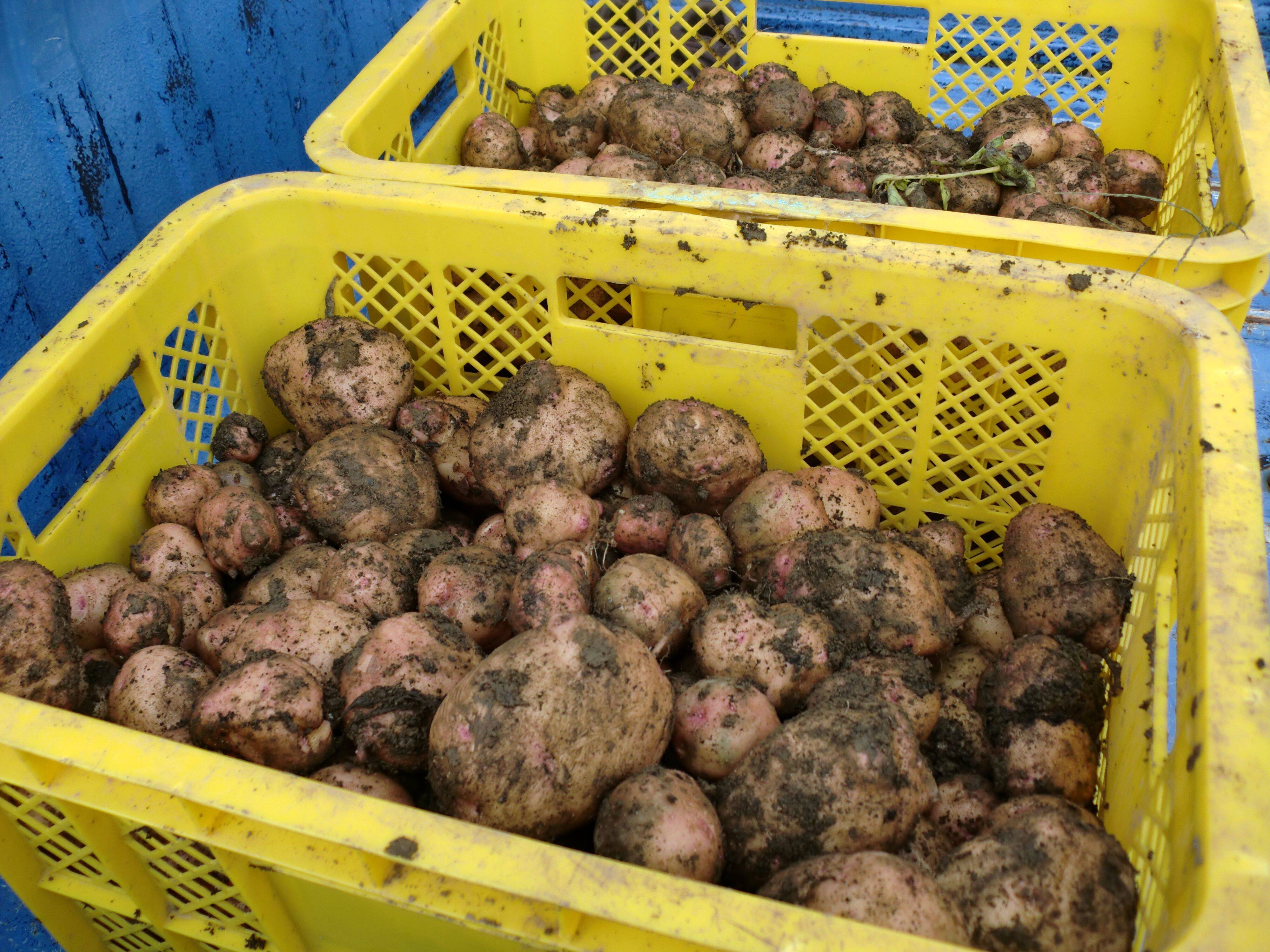 自然栽培 ホクホクで煮崩れしにくいじゃがいも 北海道倶知安町産さやあかね Mサイズ 10kg 北海道産 食べチョク 農家 漁師の産直ネット通販 旬の食材を生産者直送
