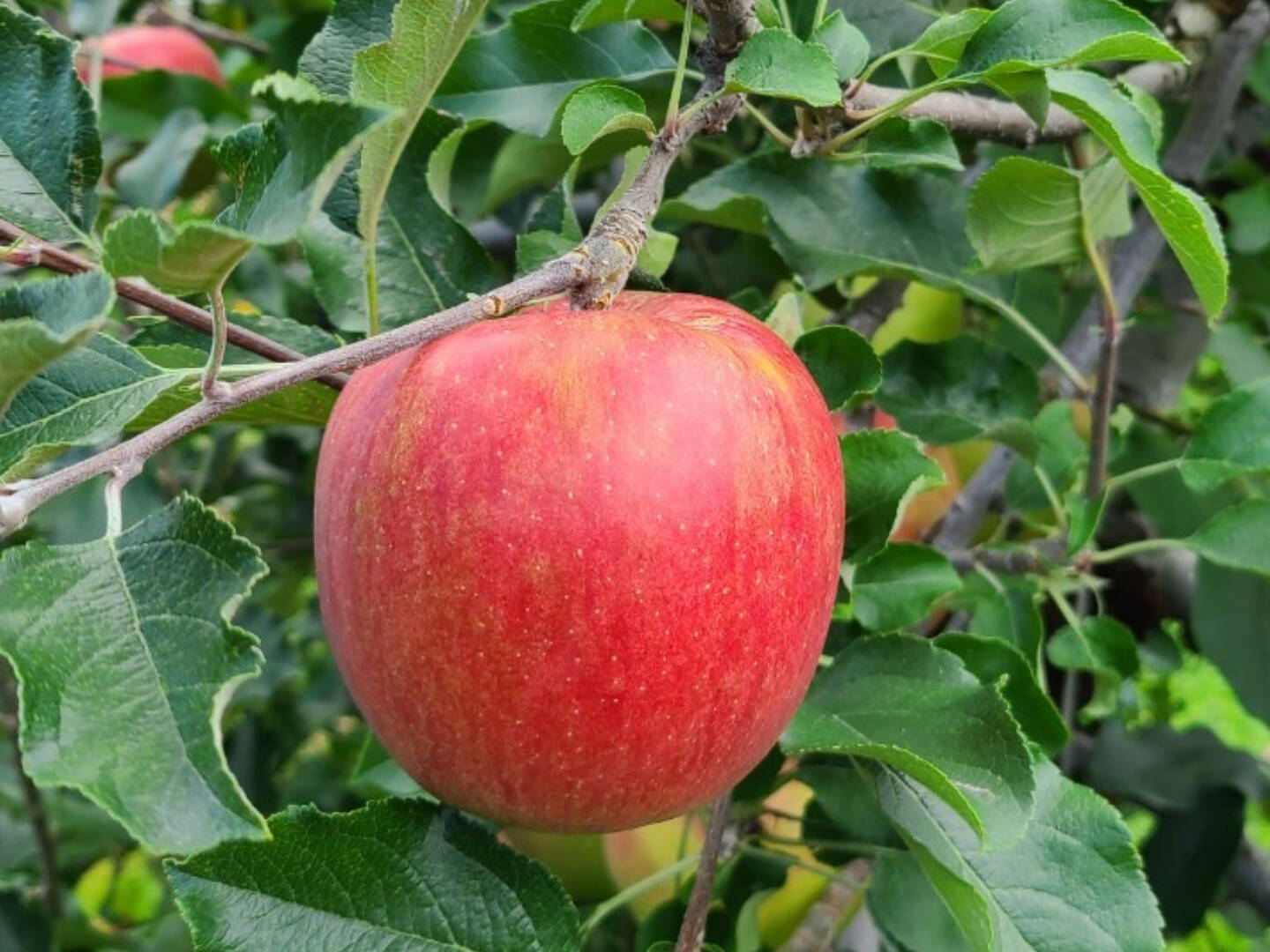 甘さ際立つ シナノスイート りんご 5kg(18～20玉) 信州安曇野産 贈答用