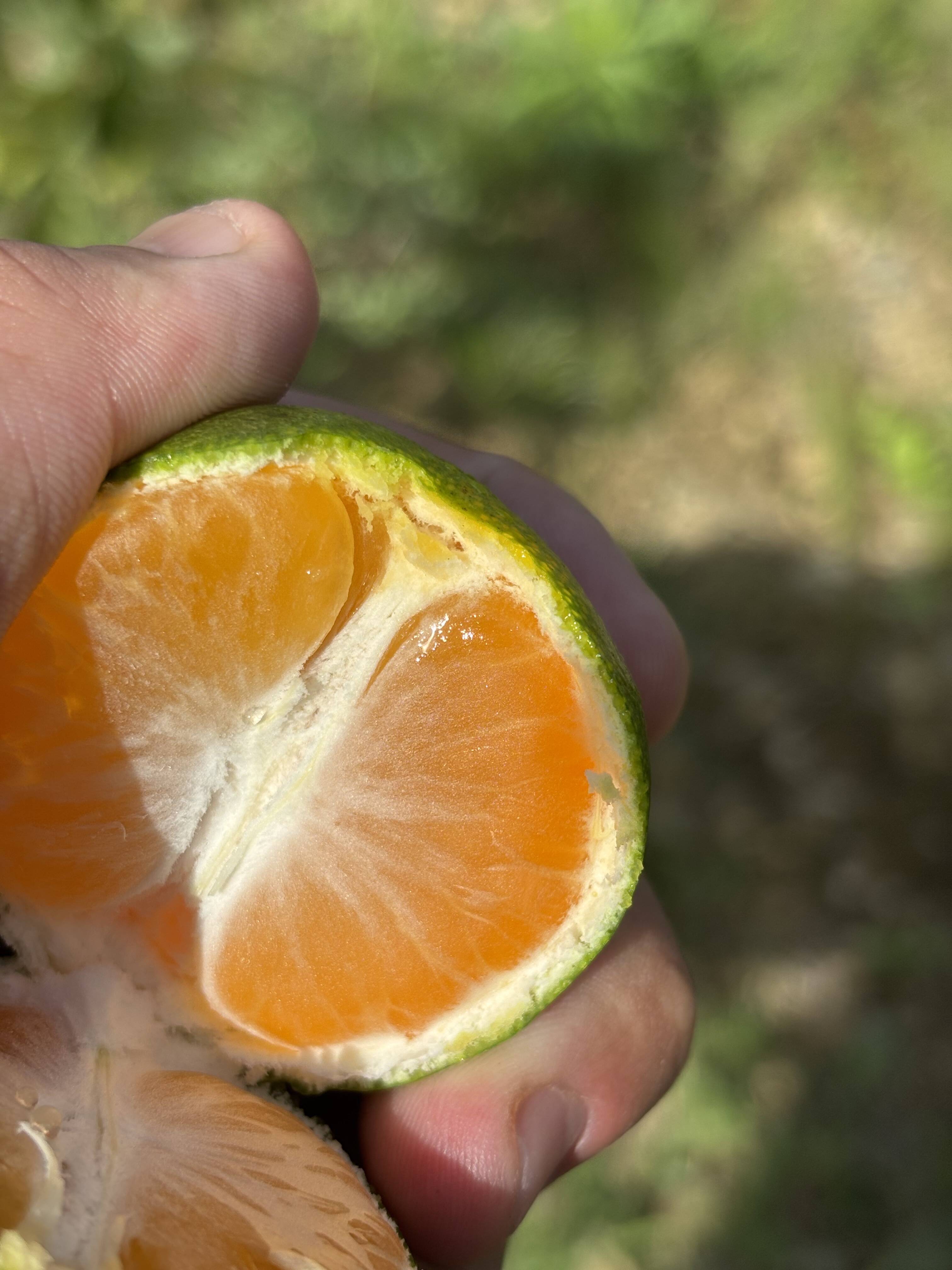 爽やかな酸味】まだまだ暑い夏にピッタリ！YN26みかん 約3㎏：和歌山県