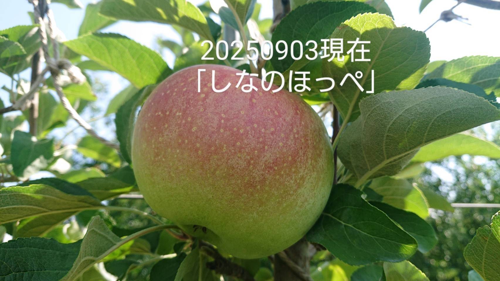 収穫開始・硬くてパリッとシャリッとの食感がお好きな方は「しなの