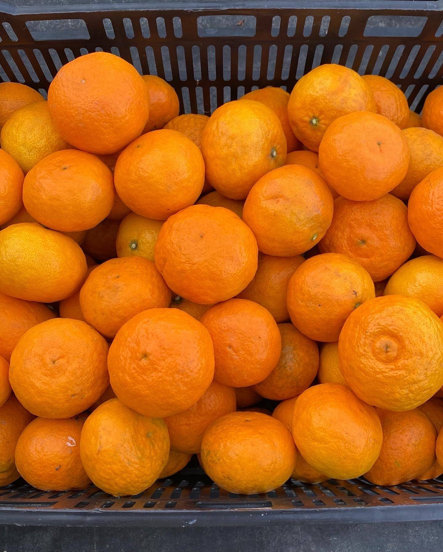 濃厚で甘い！ 完熟 春みかん カラマンダリン 5kg 箱込み：愛媛県産の