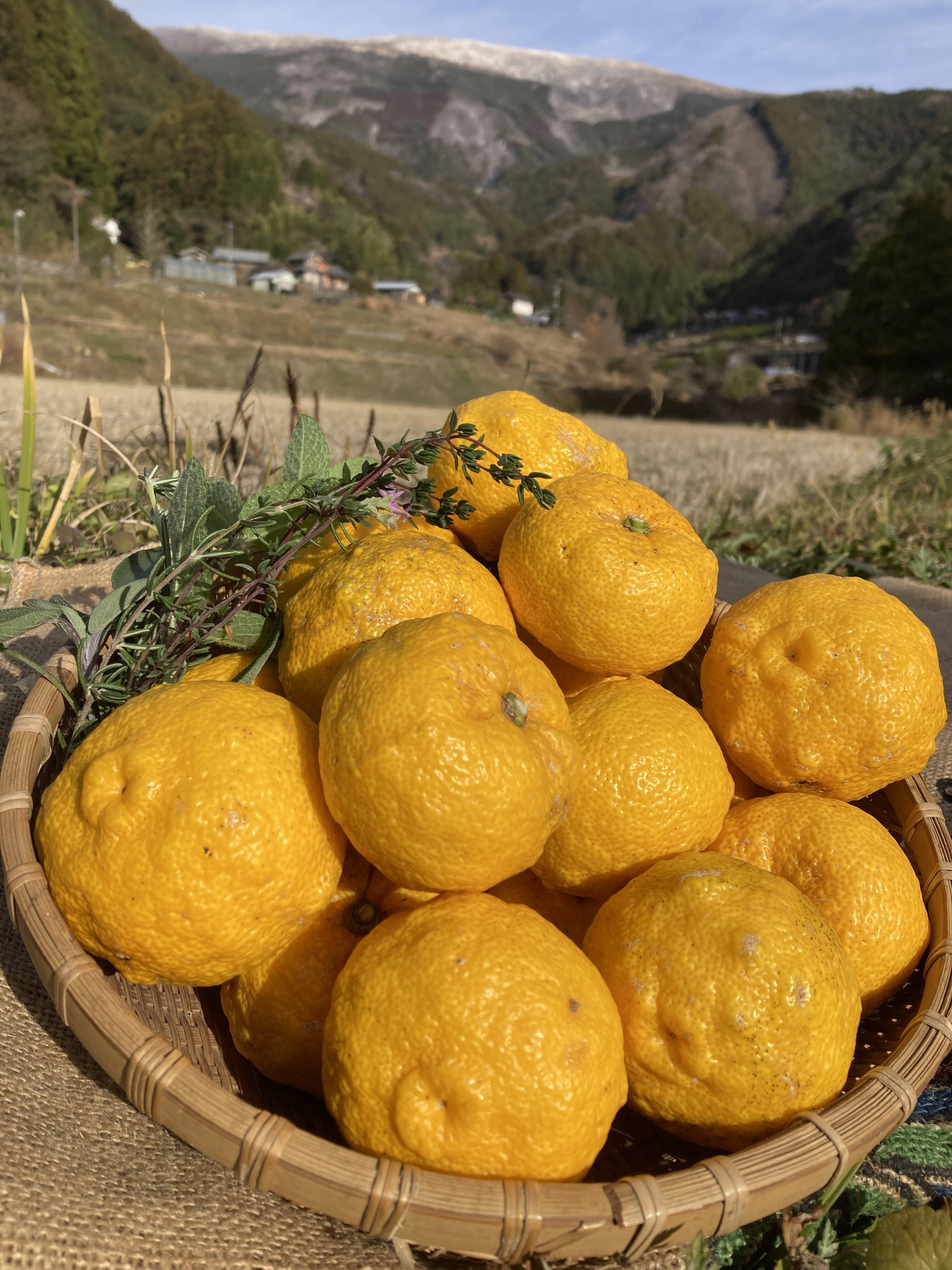 高知県産北川村本柚子約20kg　農薬：栽培期間中不使用【最終締切間近】 74f06b85047498426b05ec8277c510