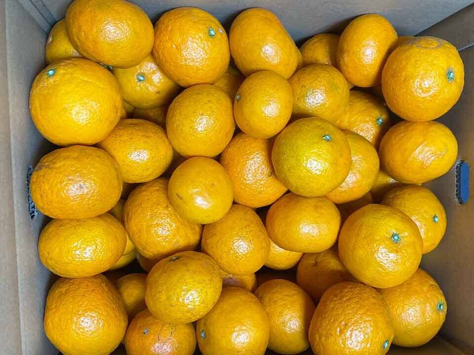 愛媛県中島産】味濃厚春みかん！カラマンダリン農薬不使用 サイズ混合2