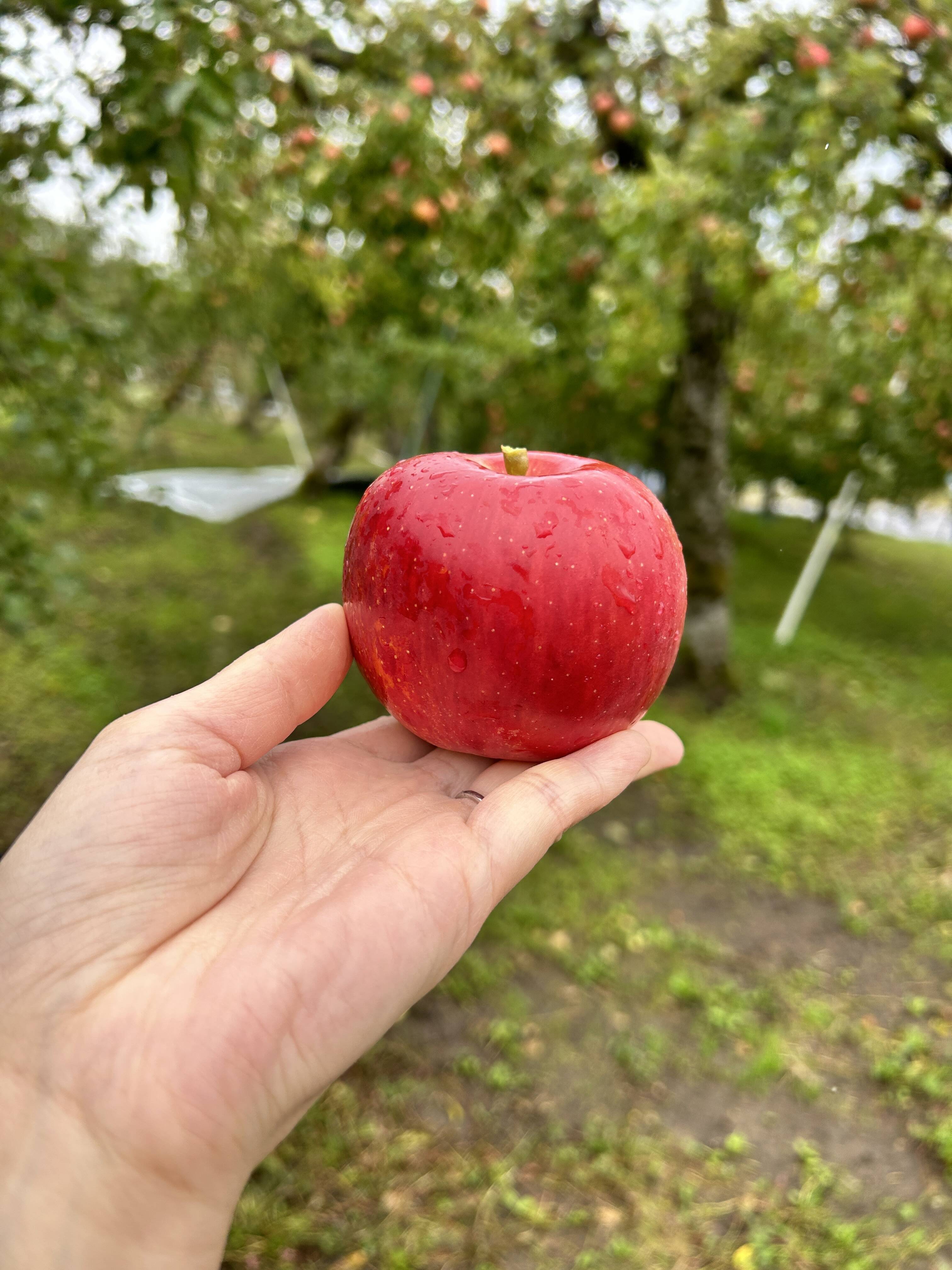 小玉りんご】ふじ！りんごの王様【家庭用規格1.5kg箱】：秋田県産の