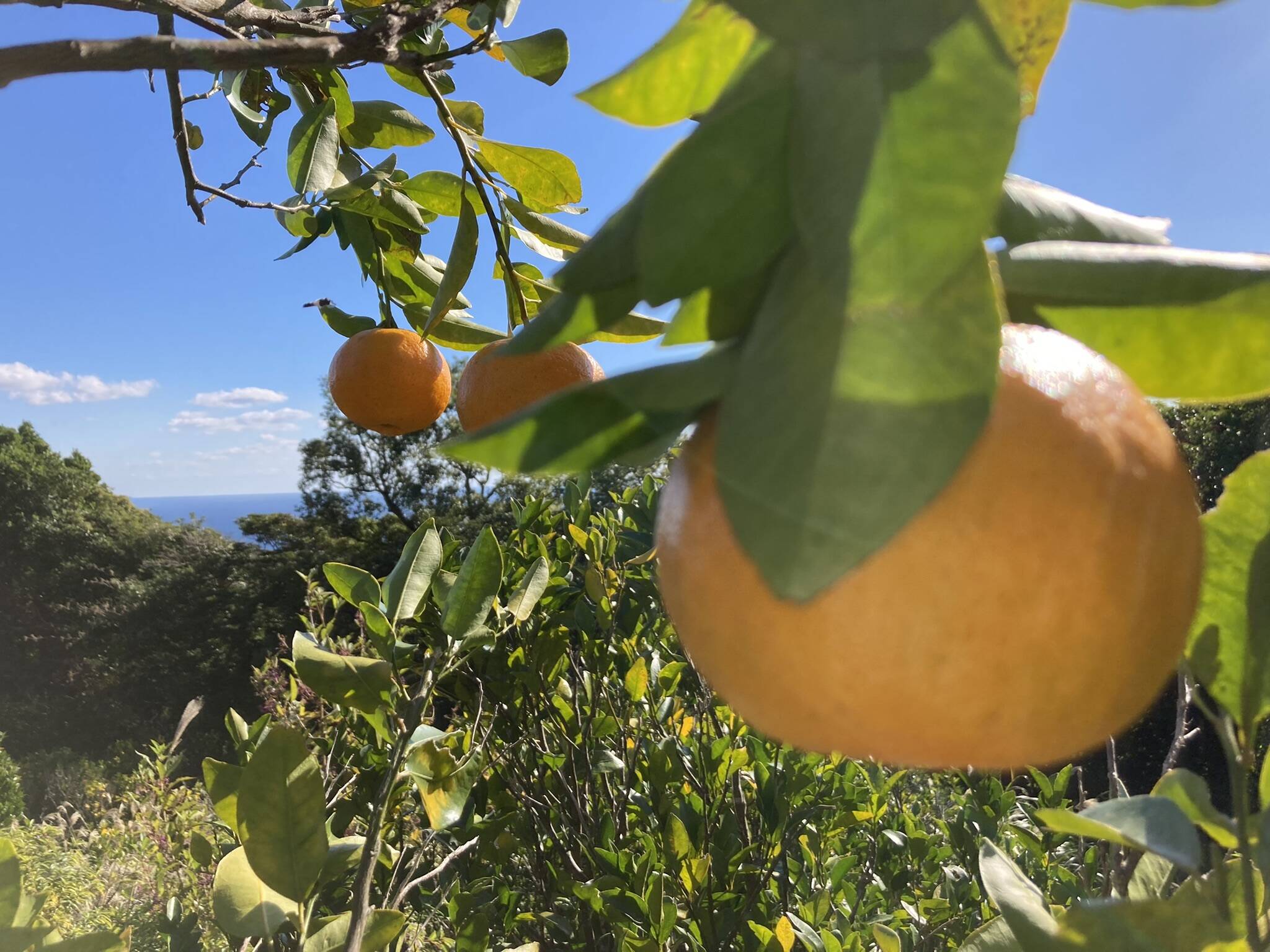 屋久島産 タンカン 自然栽培す - 果物