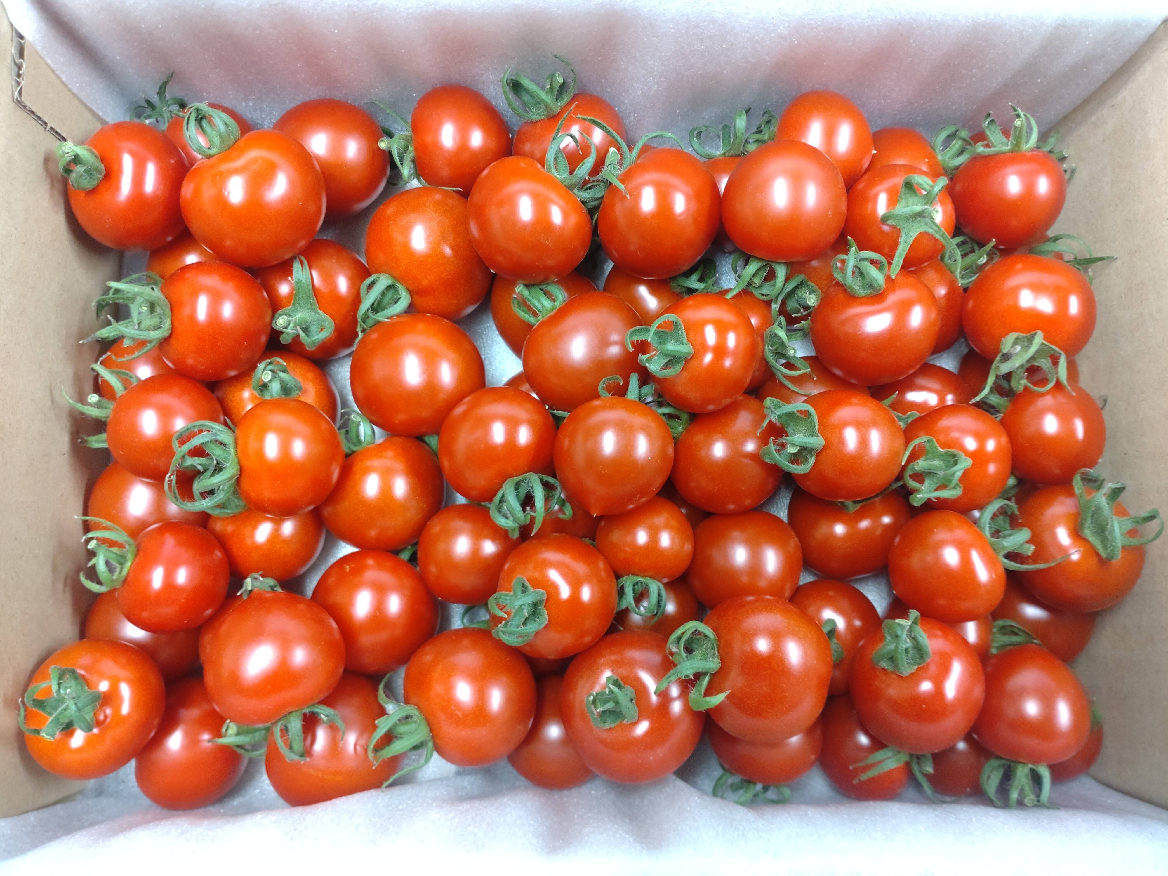 パクパク食べちゃう美味しいミニトマト『みや娘(みやっこ)』🍅(1.5kg
