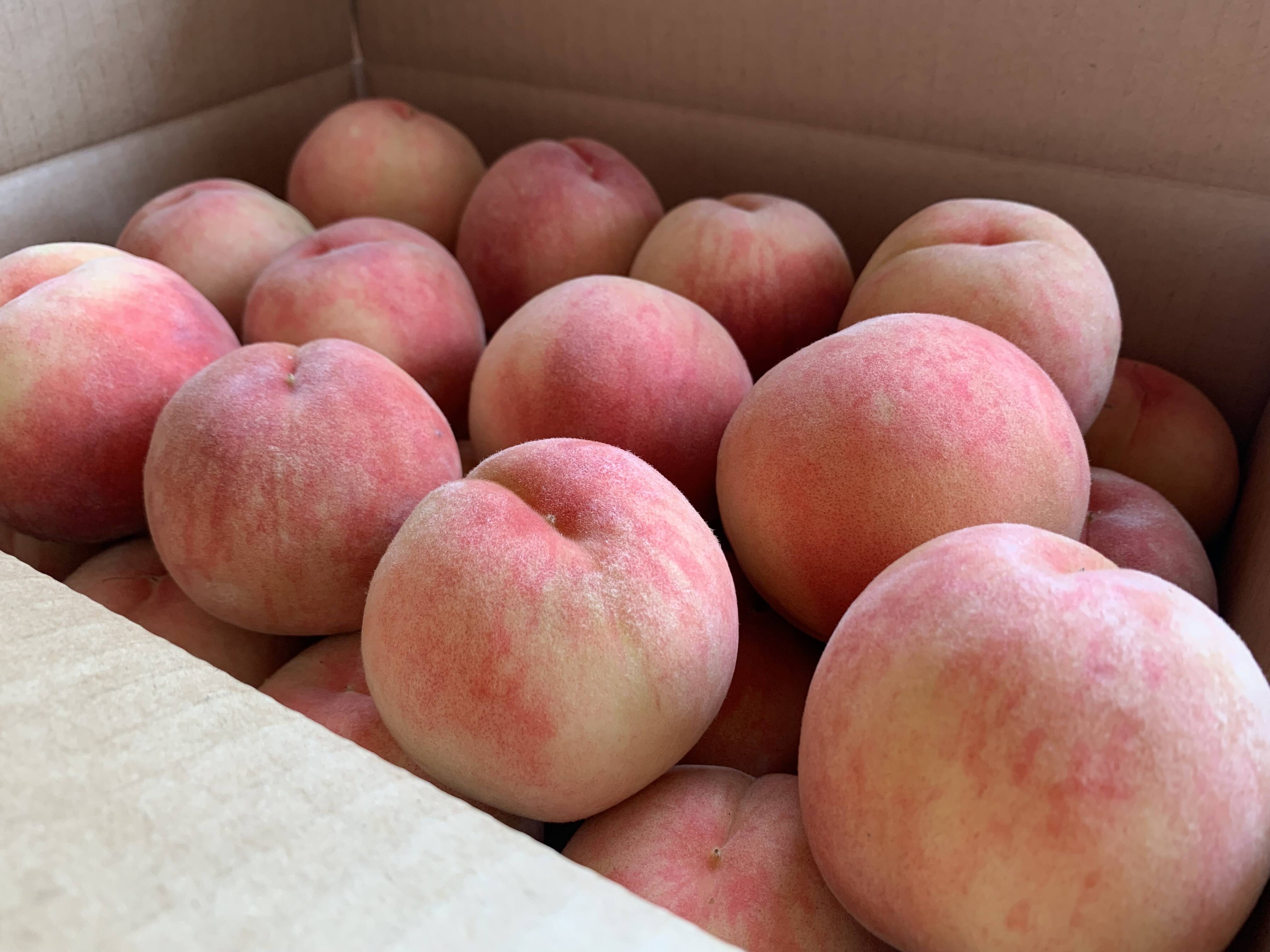 14 山形県産 桃 おどろき 約５キロ 訳あり❣️ 硬め好きな方に‼️シャキッと美味しい山形県産白桃おどろき【訳あり
