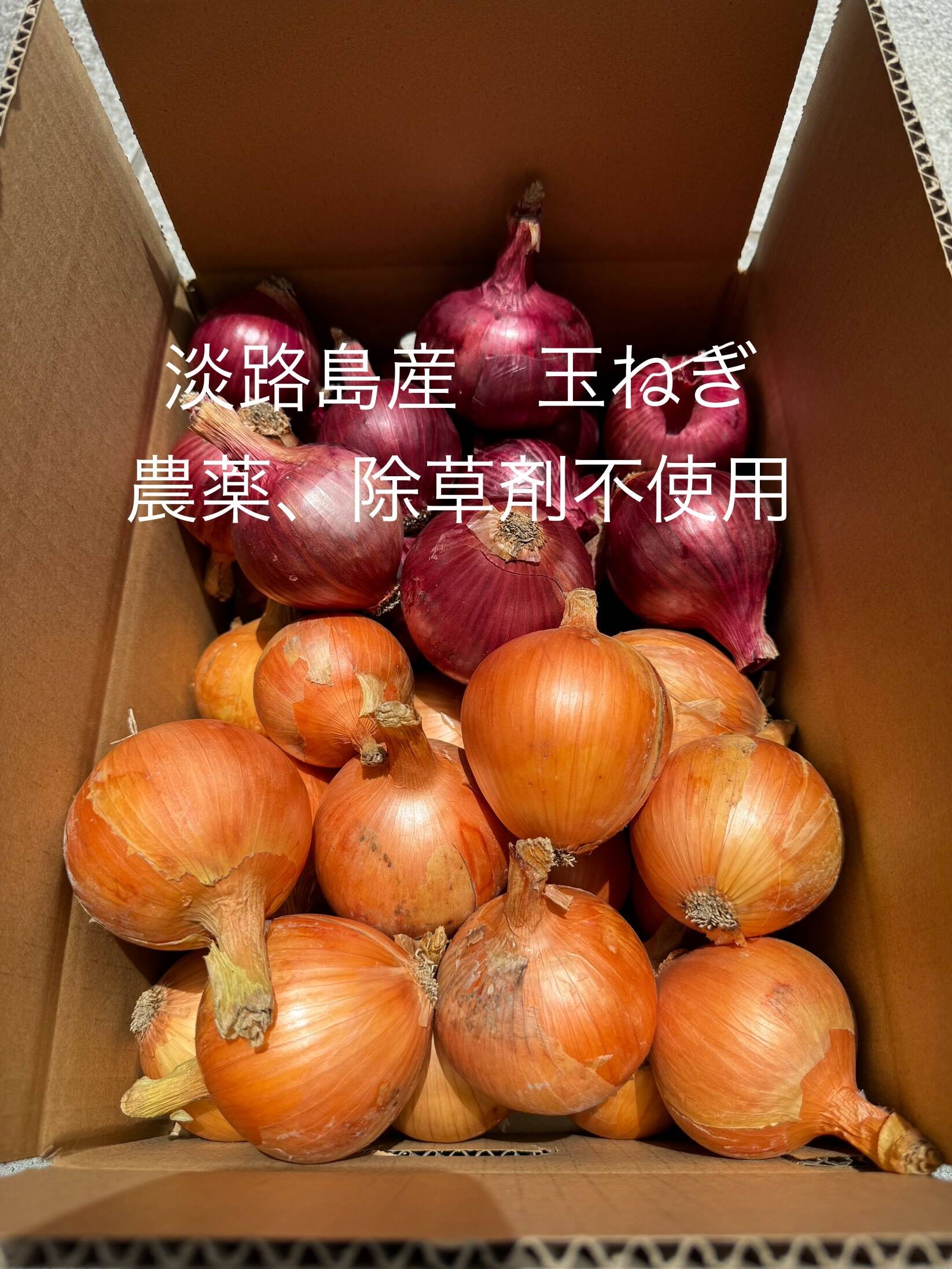 玉ねぎ 育苗中農薬不使用 値下げ 農家直送】熊本県産 たまねぎ 2kg 栽培期間中農薬不使用｜リベシティ市場