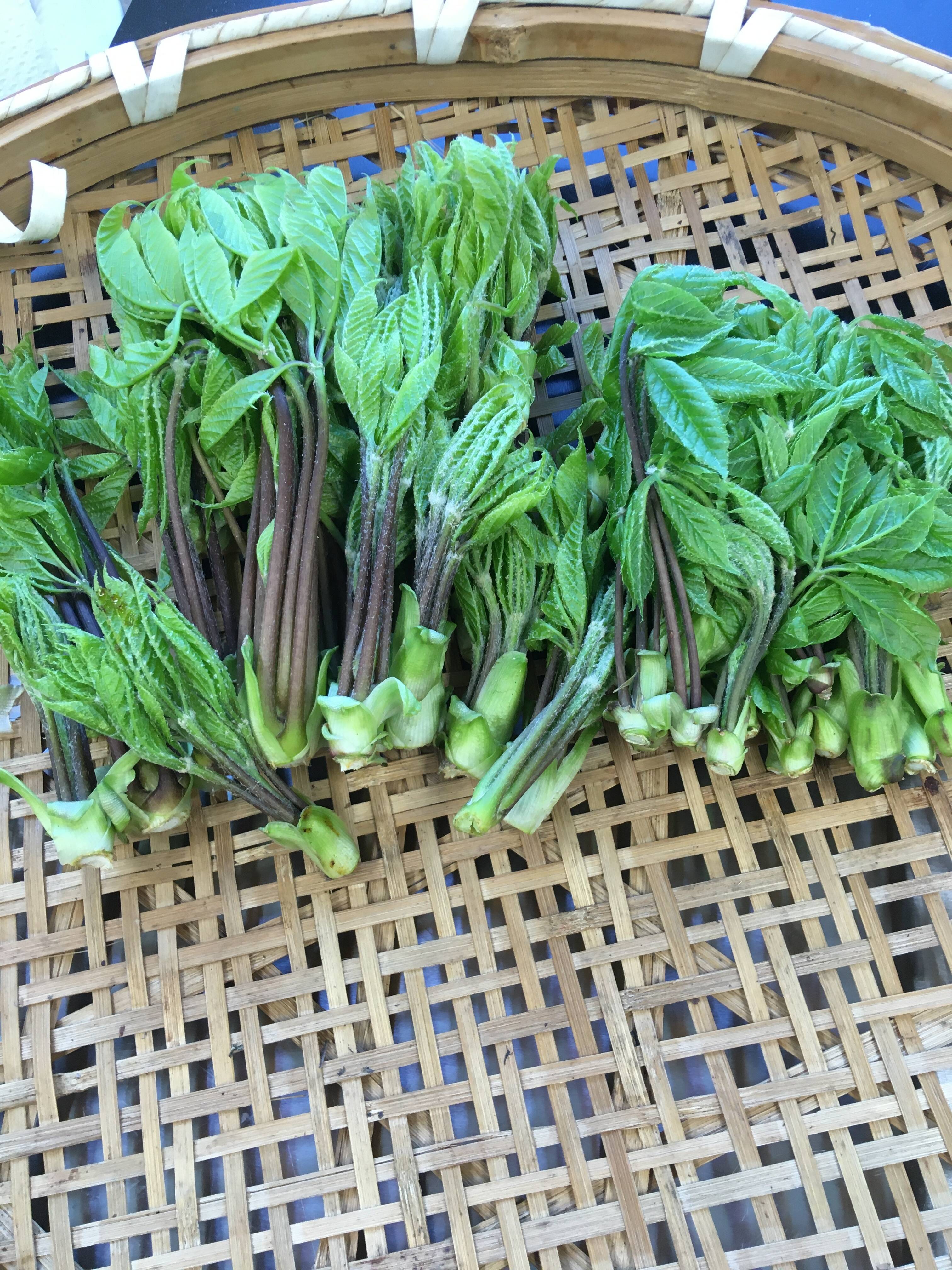 山菜の女王 香りたかいこしあぶら 60g：新潟県産のコシアブラ｜食べ