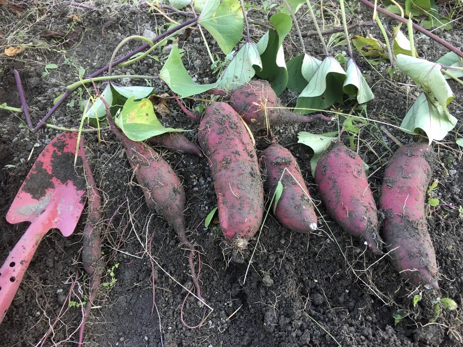 無農薬大分産土付き芋サツマイモ300日熟成ねっとり紅あずま10キロ送料