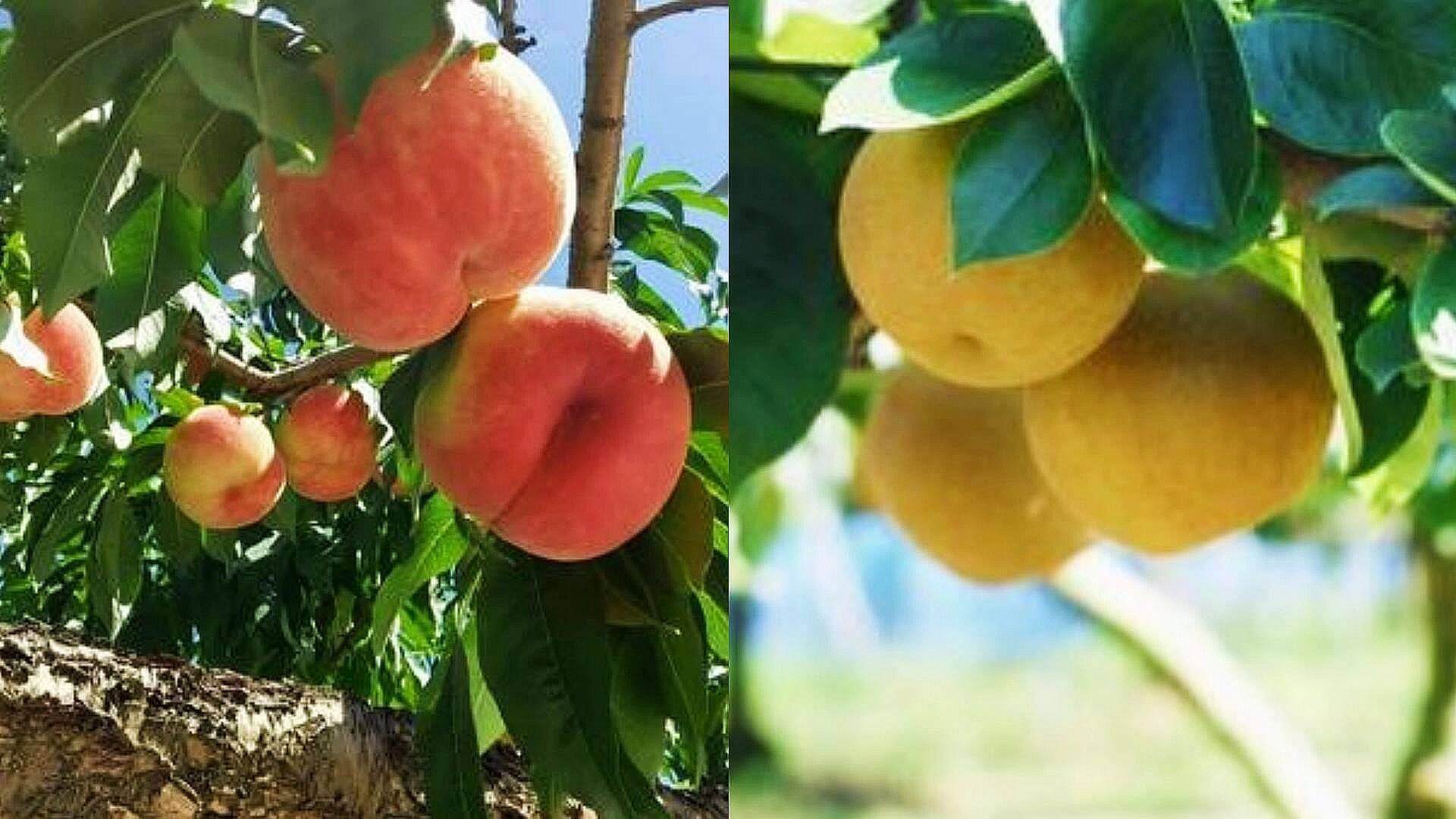 龍ページ。福島県産　梨5kgと桃3kgセット 龍ページ。福島県産 梨5kgと桃3kgセット