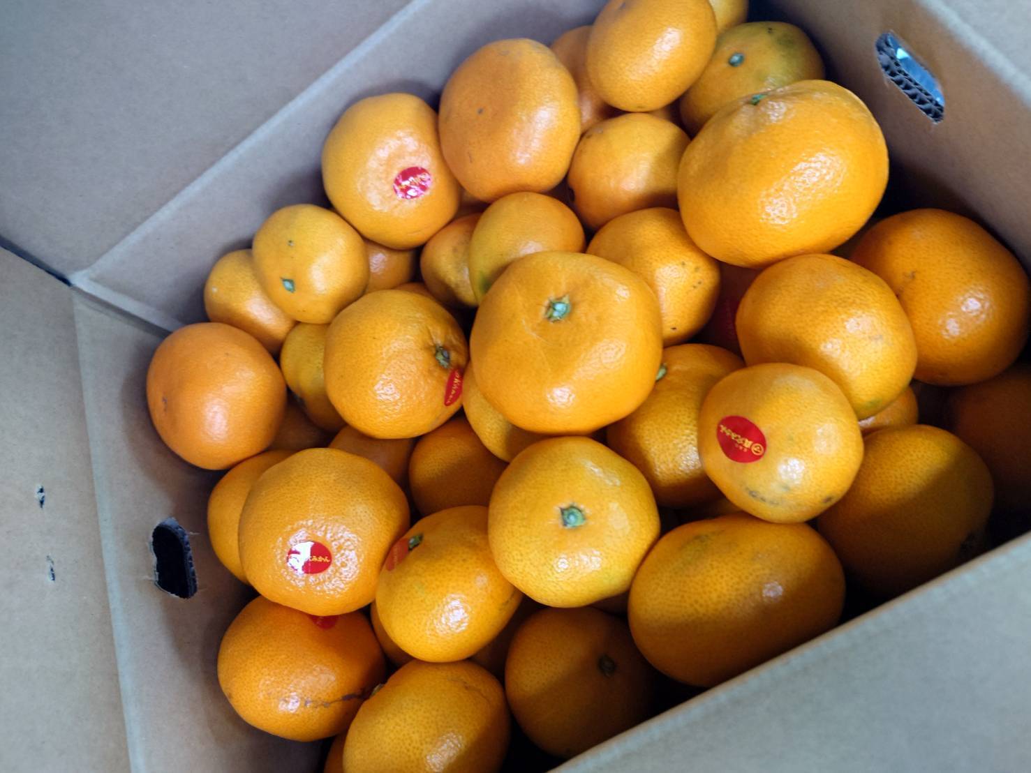 残りわずか・・・愛媛県西宇和産【真穴みかん】10kg 西宇和みかん