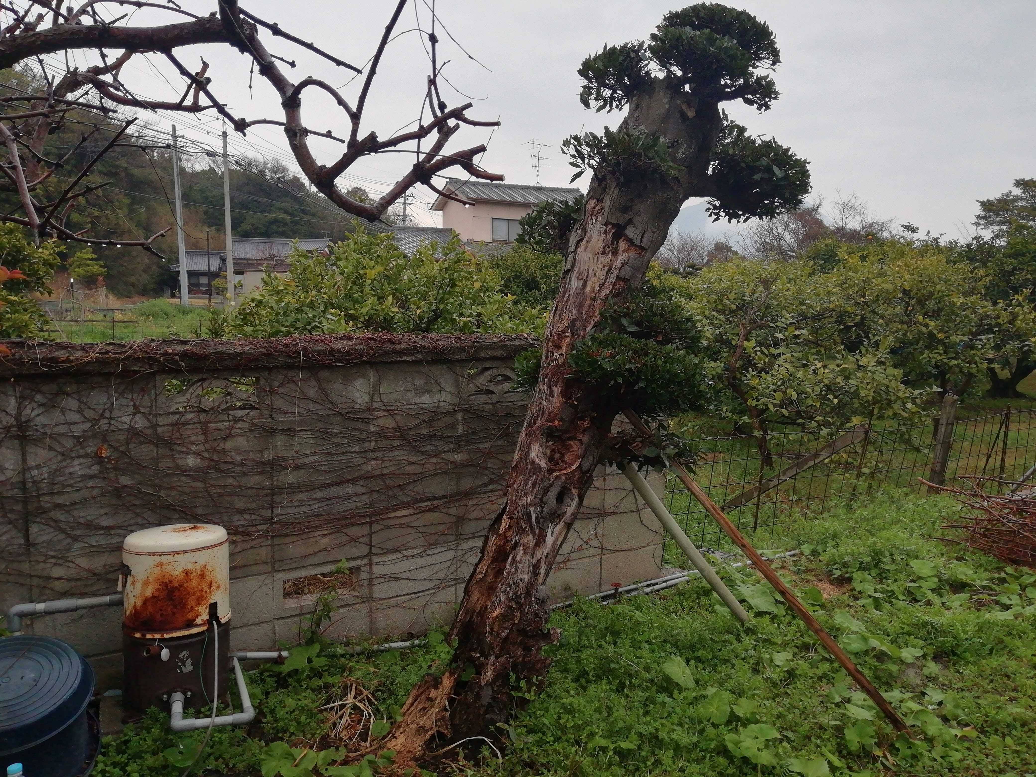 月桂樹(ローリエ)を剪定してしまいました｜食べチョク｜産地直送(産直)お取り寄せ通販 - 農家・漁師から旬の食材を直送