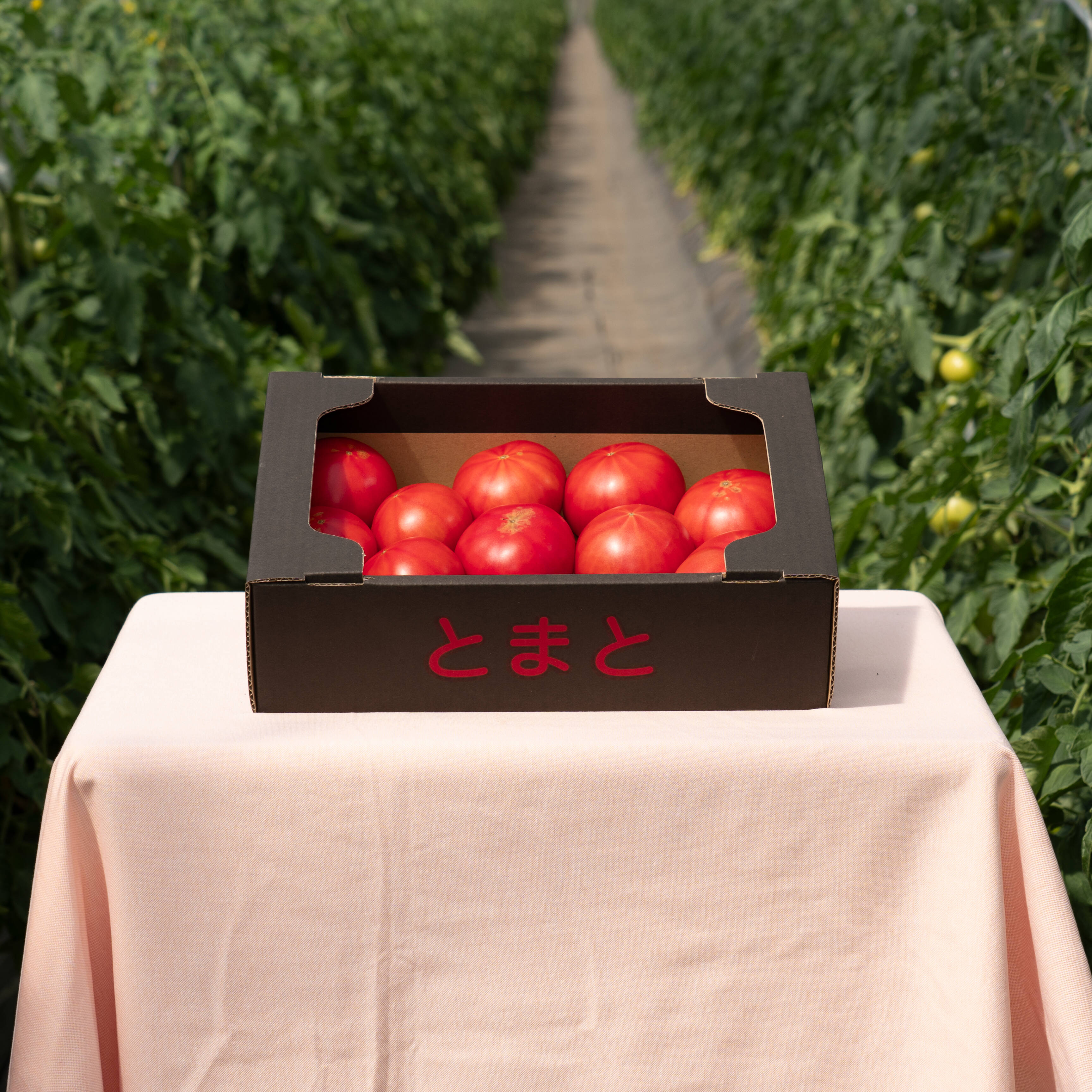 【北海道産】🍅樹上熟3段採り🍅桃太郎トマト 〈訳あり〉2kg箱