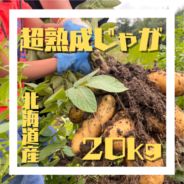 雪夏稚くんじゃがいも20kg』″超″熟成ホッカイコガネver.：北海道産の