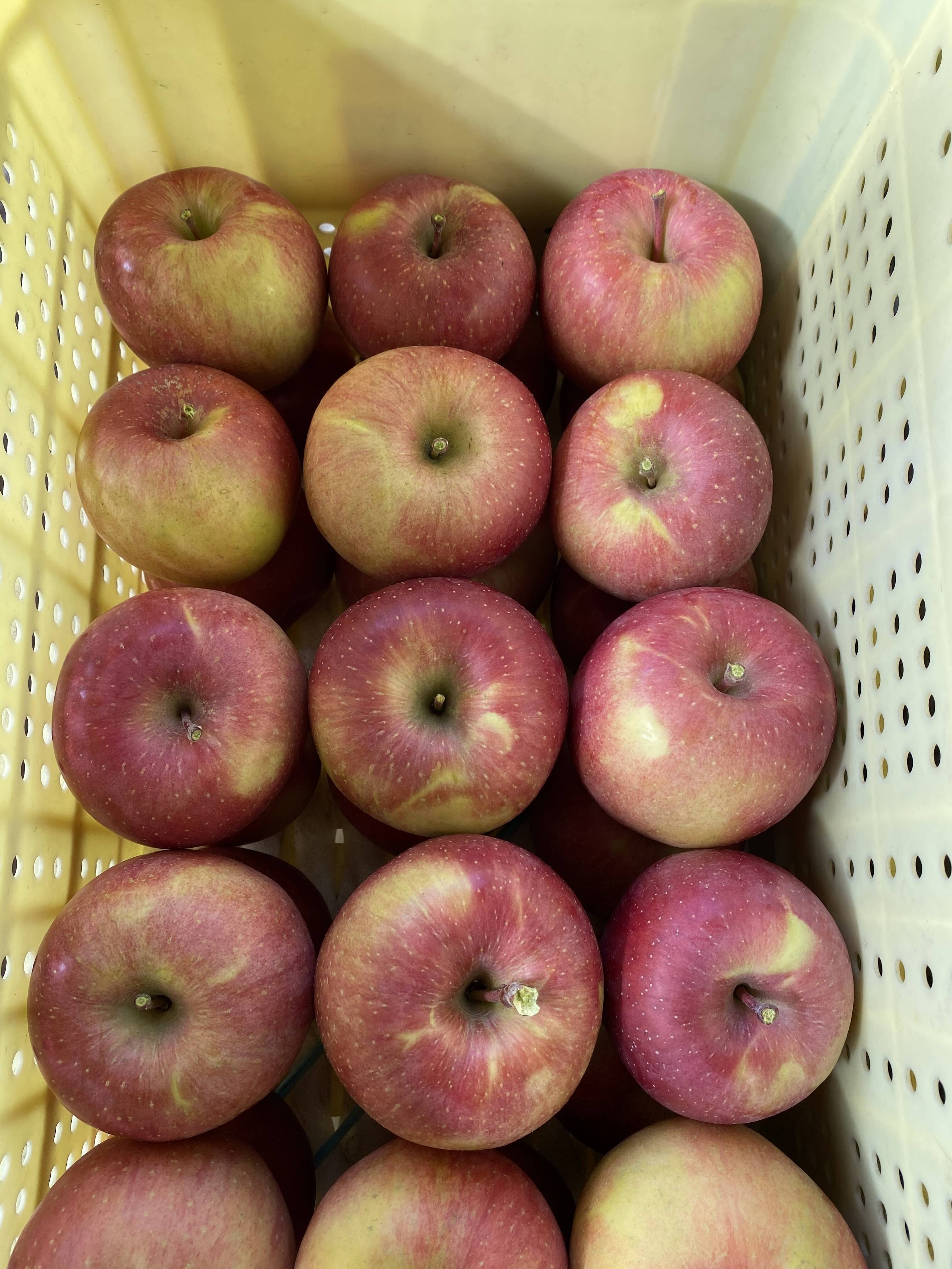 販売終了 葉っぱ取り忘れ サンふじ 3キロ箱 長野県産 食べチョク 農家 漁師の産直ネット通販 旬の食材を生産者直送