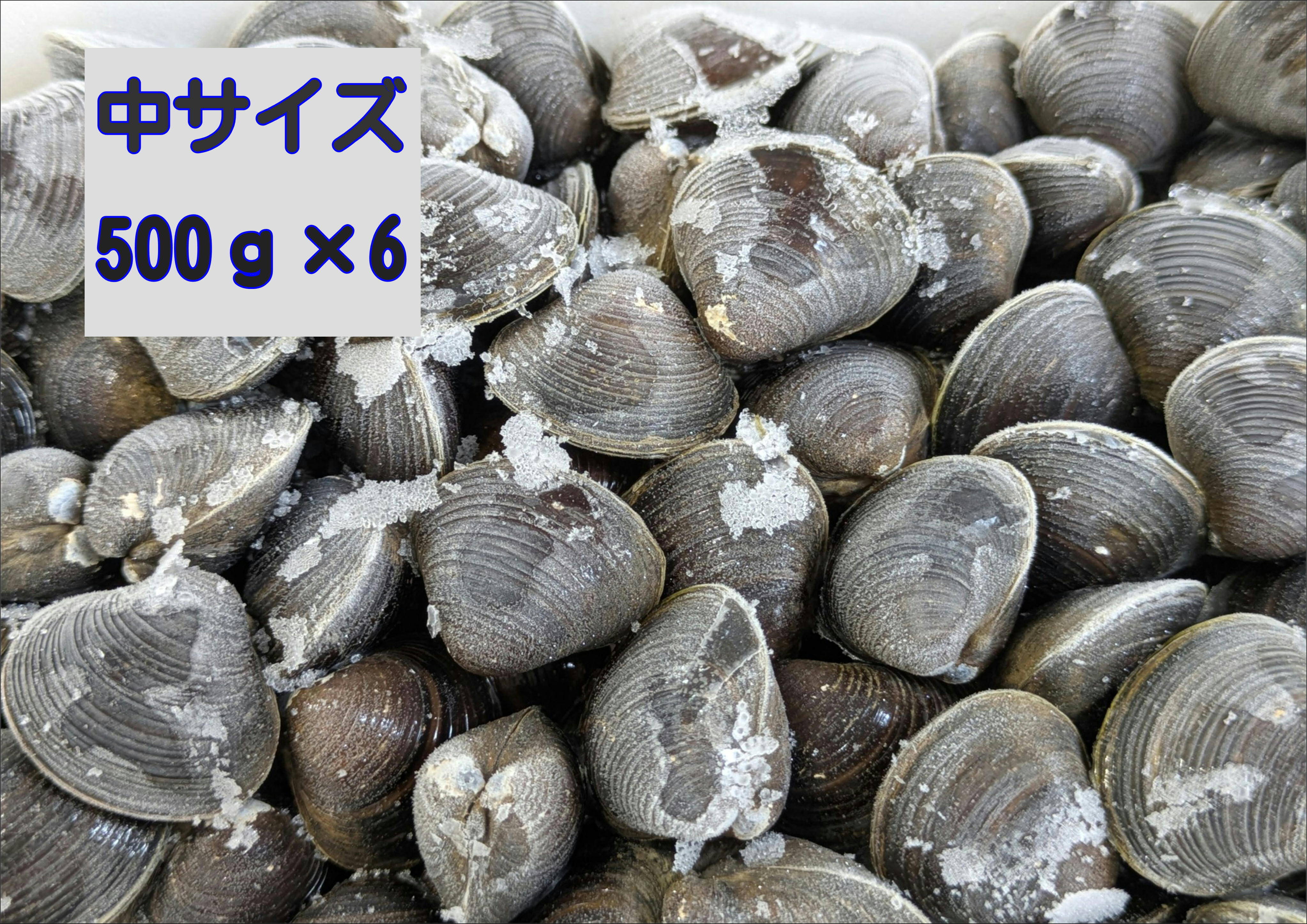 食べチョク登録記念！冷凍しじみ3kg 冷凍品『とれたて新鮮しじみを