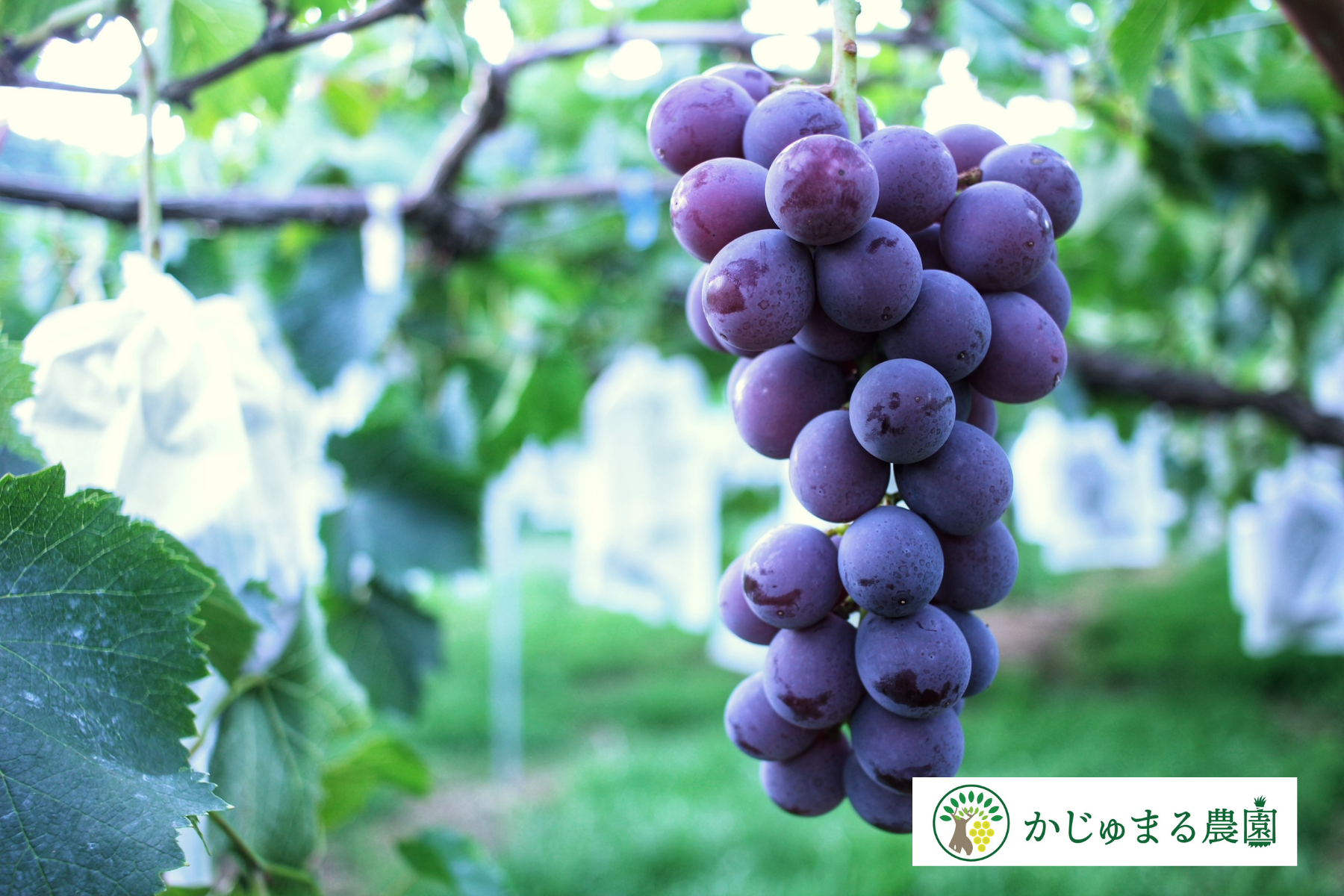 ○朝採り新鮮発送○佐賀県産 巨峰【種あり完熟】甘くて優しい味わい