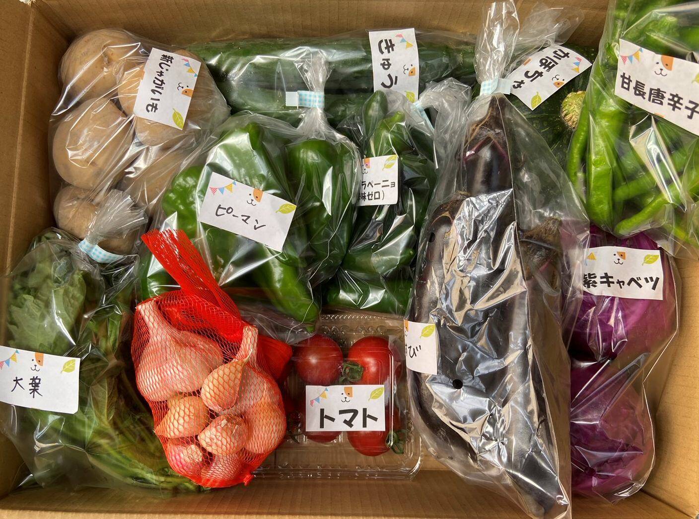 数量限定】お得いっぱい！夏野菜詰め合わせ箱☆🥗🍠🥦＋ながさき黄金