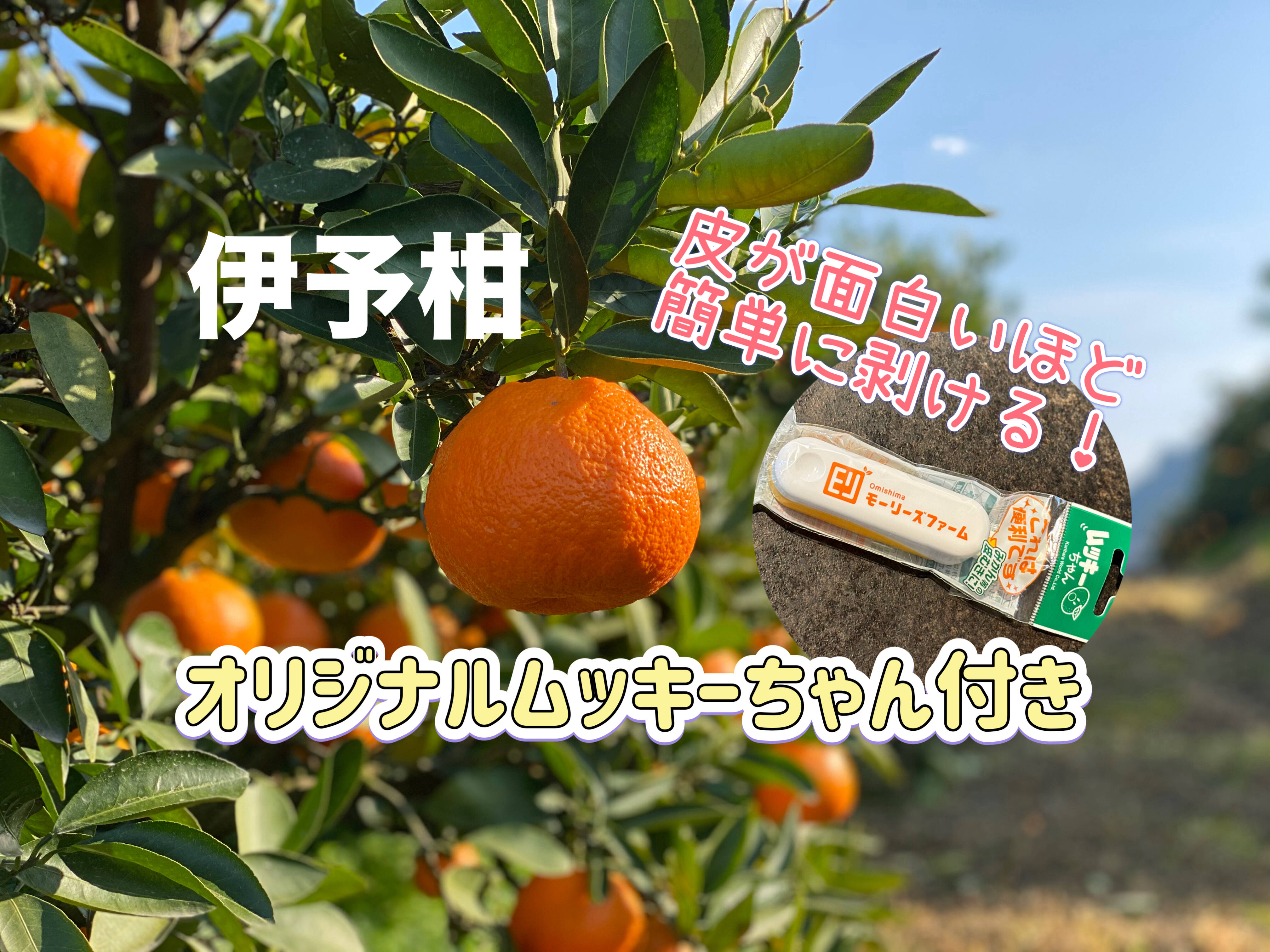 8キロ)ムッキーちゃん付き☆大三島の宮内伊予柑・愛媛特産 8キロ)ムッキーちゃん付き☆大三島の宮内伊予柑・愛媛特産