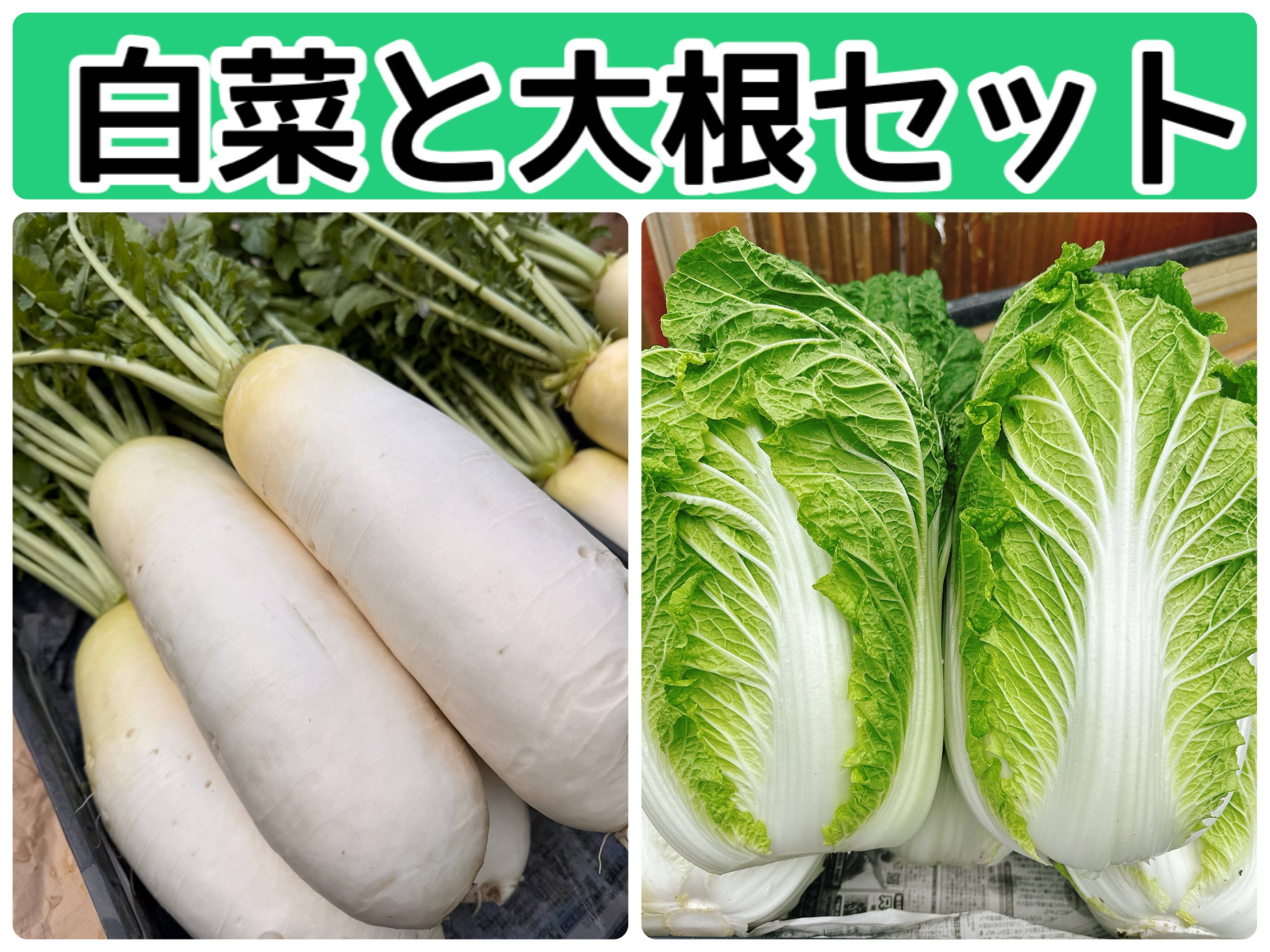 白菜と大根コラボセット‼️白菜と大根の美味しい季節になりました