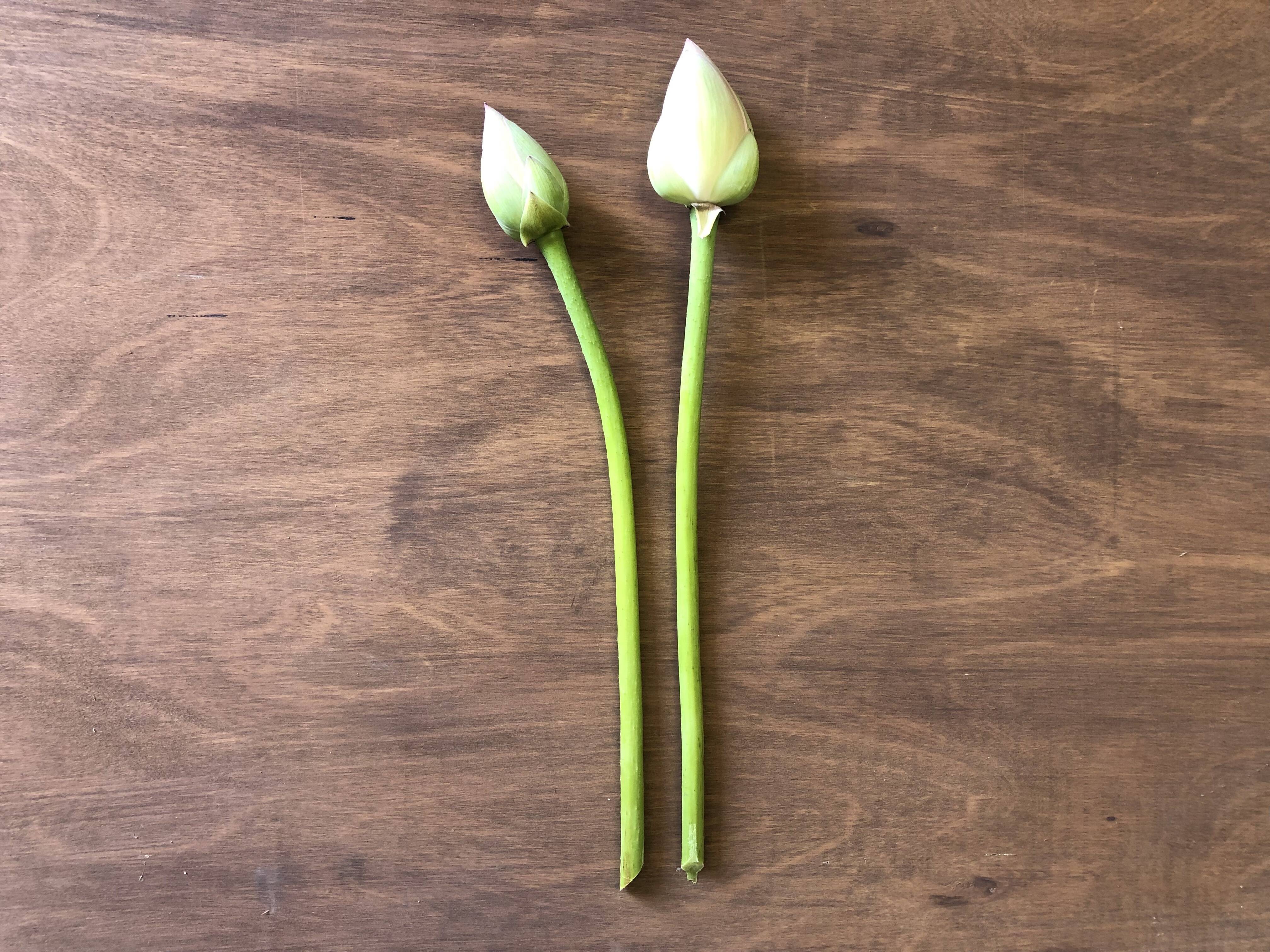 蓮の花 切り花【4本入】期間限定 ハスの花（蕾の状態） 観賞用 お供え