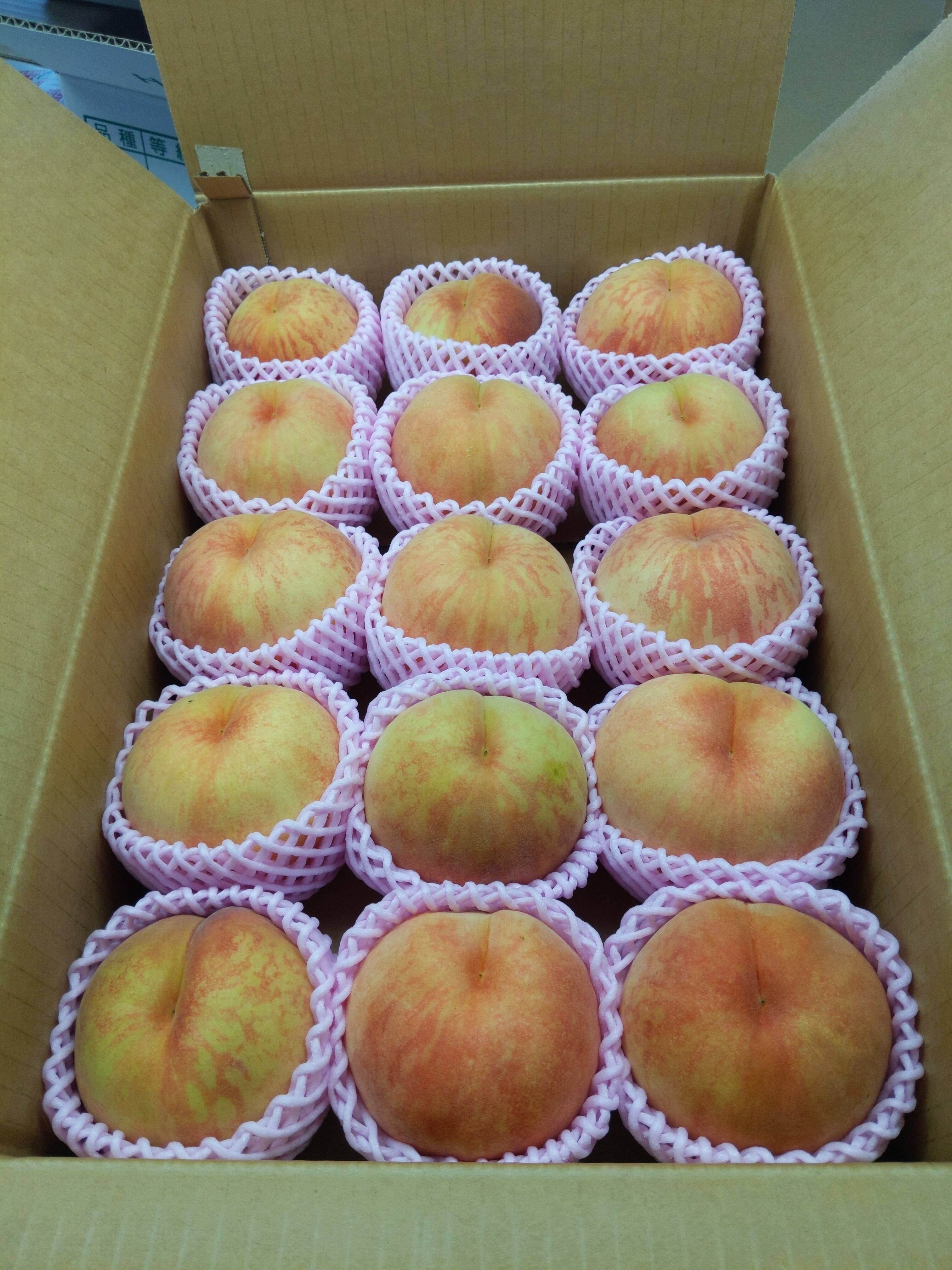 桃あかつき大玉15個入り：山形県産の果物｜食べチョク｜産地直送(産直