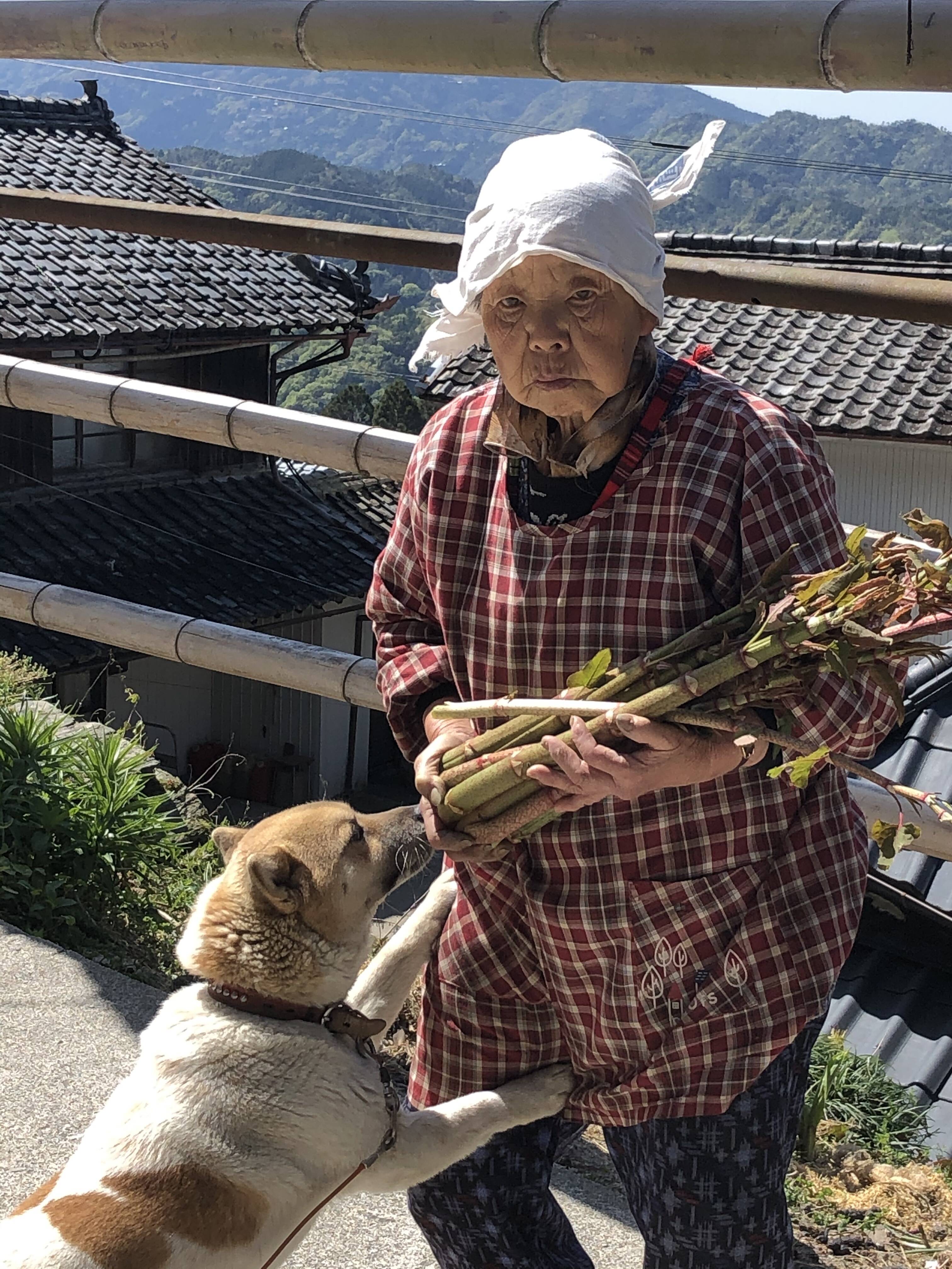 天然】山菜 いたどり イタドリ 200g×10 下処理済み塩漬けを冷凍