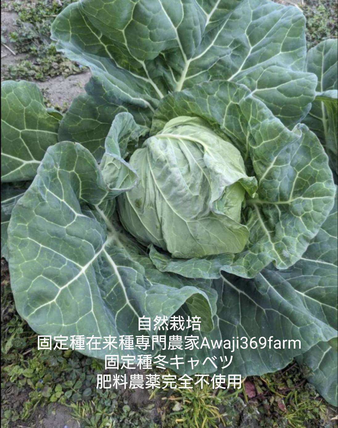 自然栽培　固定種　在来種　キャベツ　野菜詰め合わせ　自然農法　自然農 76b782bc6161fde5b038995ca3b891