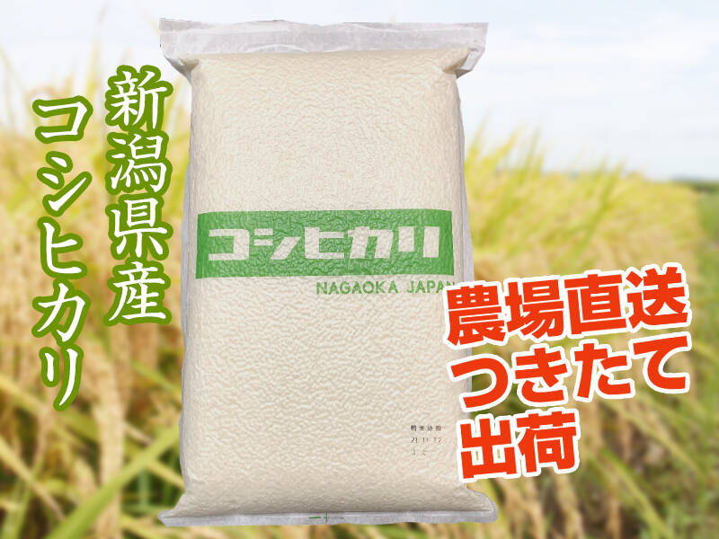 定番人気】令和6年産新潟県長岡産コシヒカリ白米15kg（5㎏×3袋）：新潟