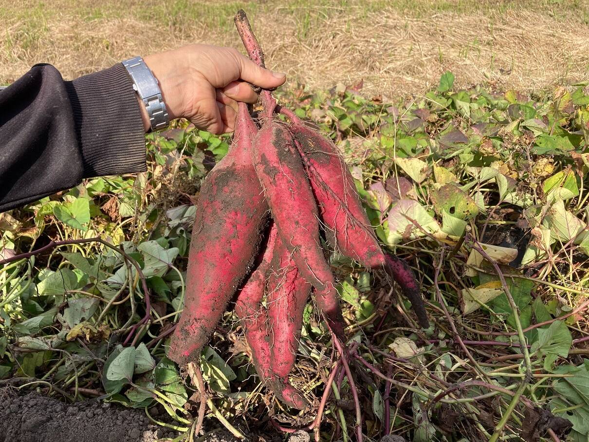 自然栽培】 さつまいも（紅あずま）３kg M～４Lのmix 農薬不使用・無肥料栽培  【岐阜県産】【収穫時期2023年10月26日～11月2日】：岐阜県産のベニアズマ｜食べチョク｜産地直送(産直)お取り寄せ通販 -  農家・漁師から旬の食材を直送