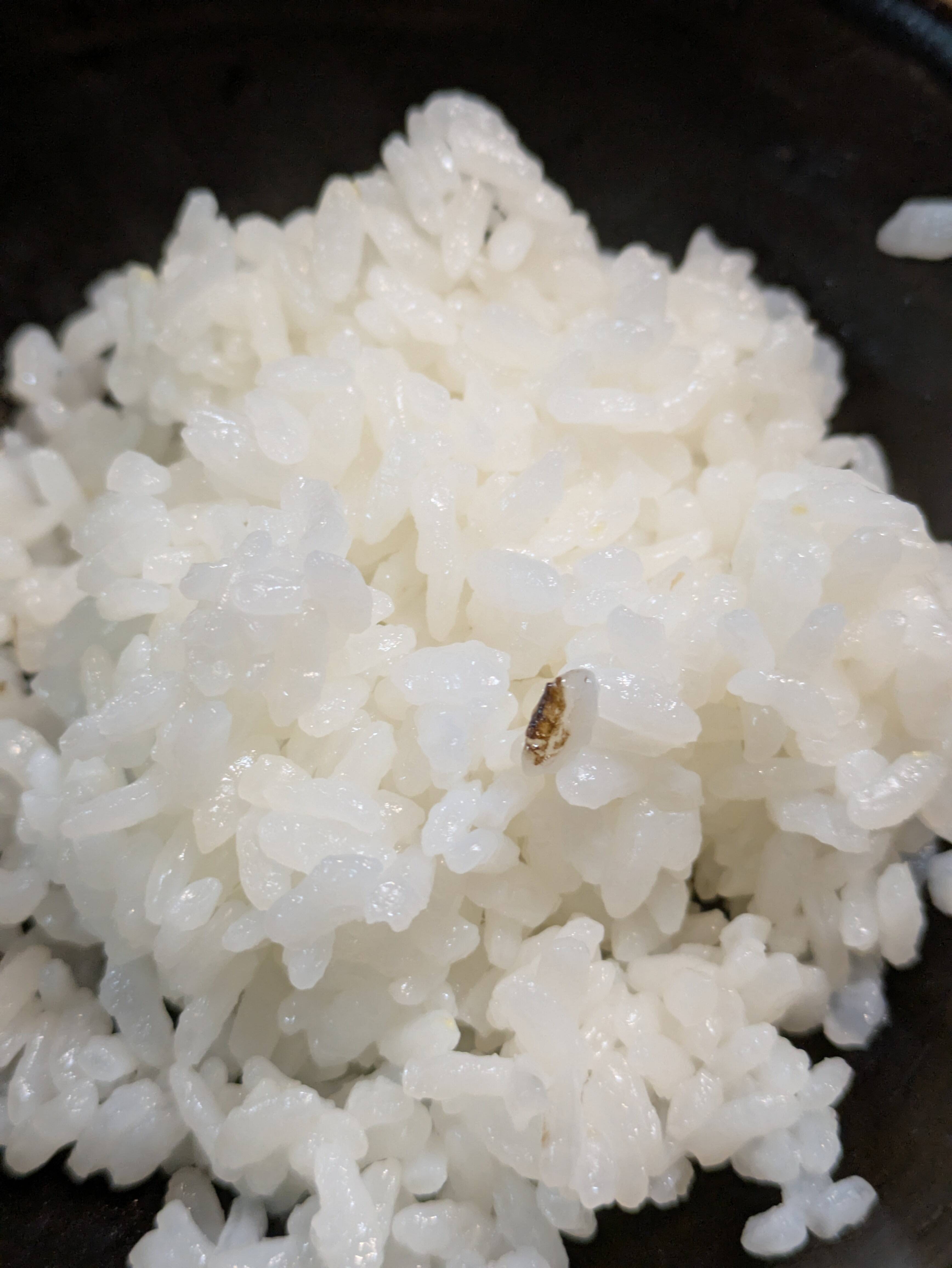 新米 コシヒカリ 約8キロ 精米 黒いキズ微量混じり。：長野県産の