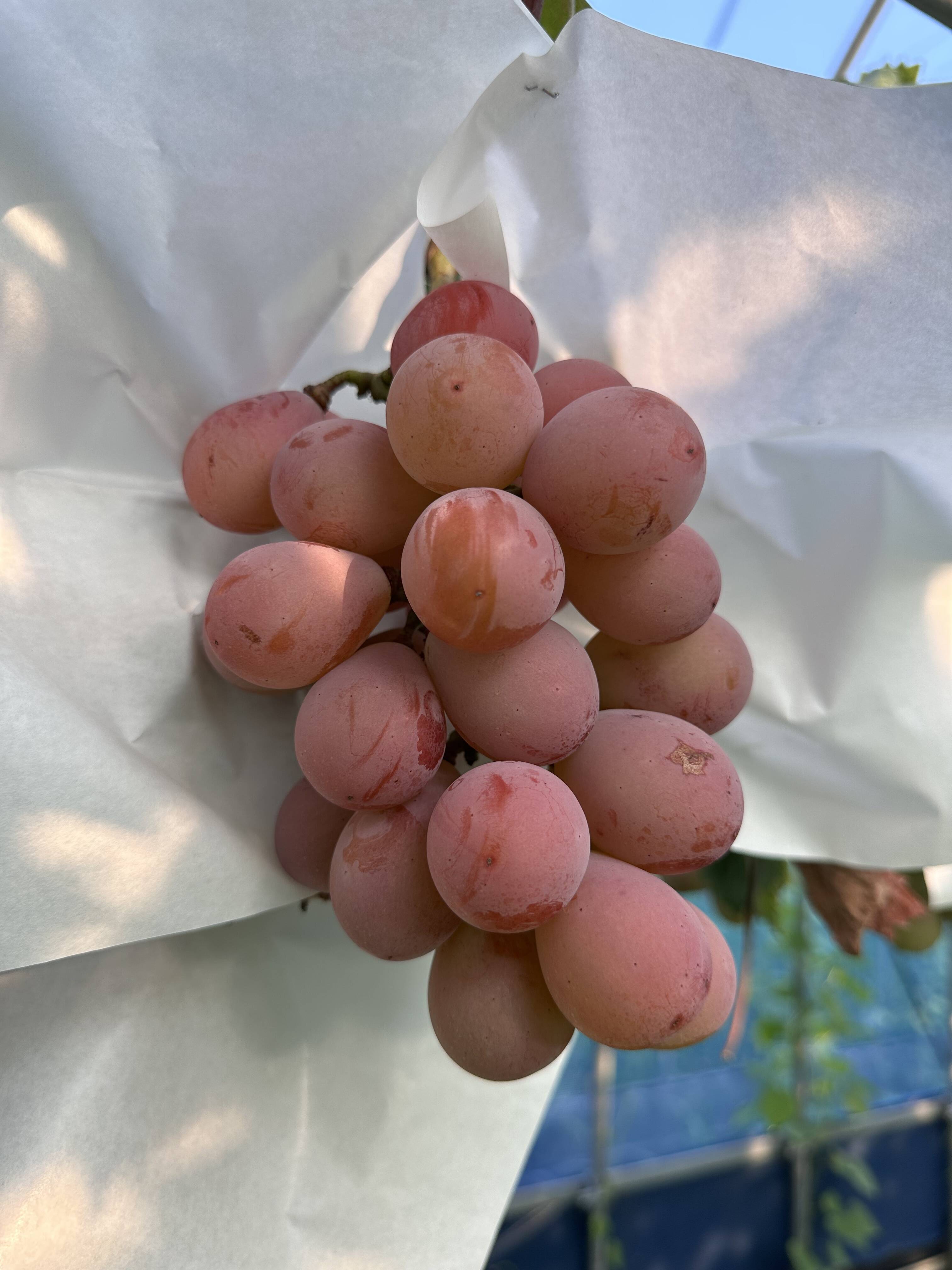🍇ぶどうグランプリ銅賞🏆稀少品種！極甘クイーンニーナ2房（1kg）【夏