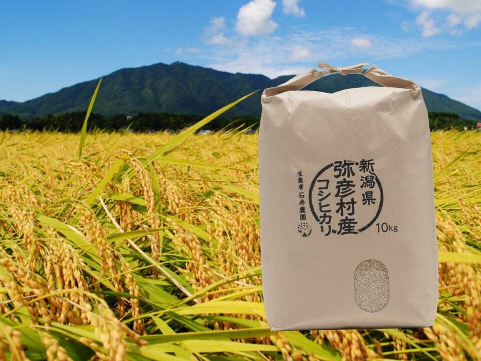 令和8年産新米》新潟県弥彦村産 コシヒカリ玄米 10kg：新潟県産のお米