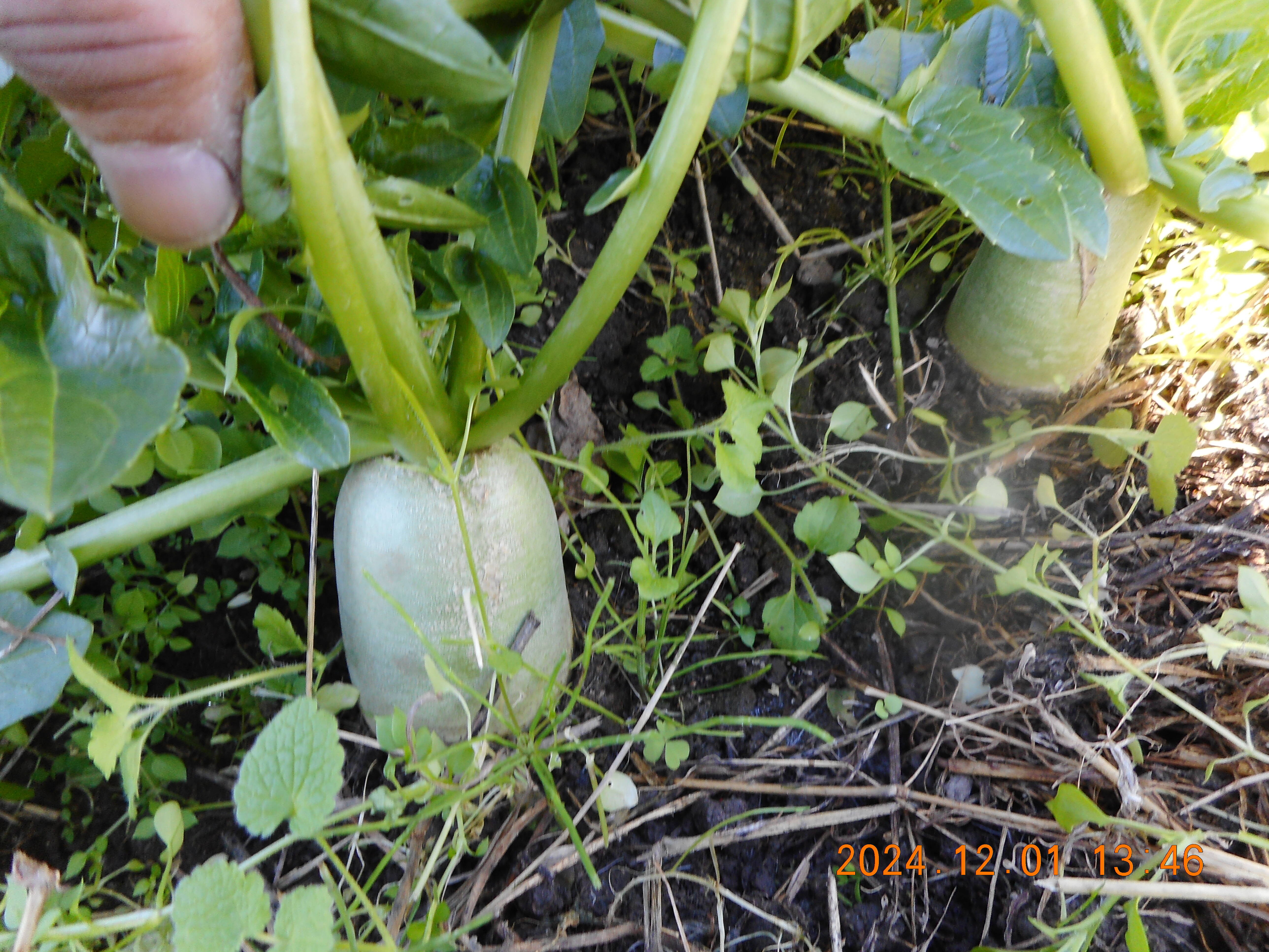 自然農栽培で育てた、『奈良の冬野菜セット』：奈良県産の野菜