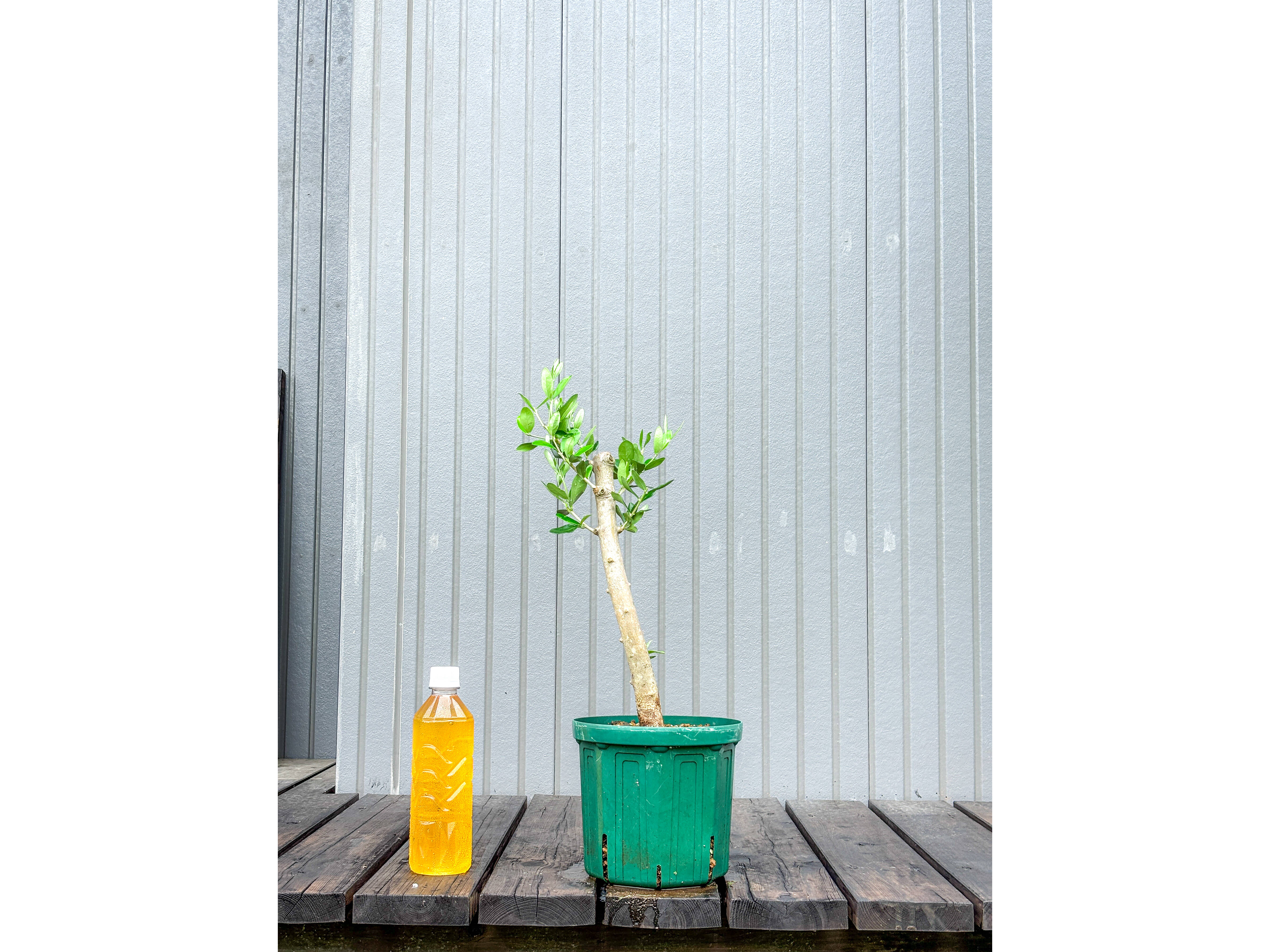 オリーブ 鉢植え カロレア｜育てやすい シンボルツリー・盆栽にも最適