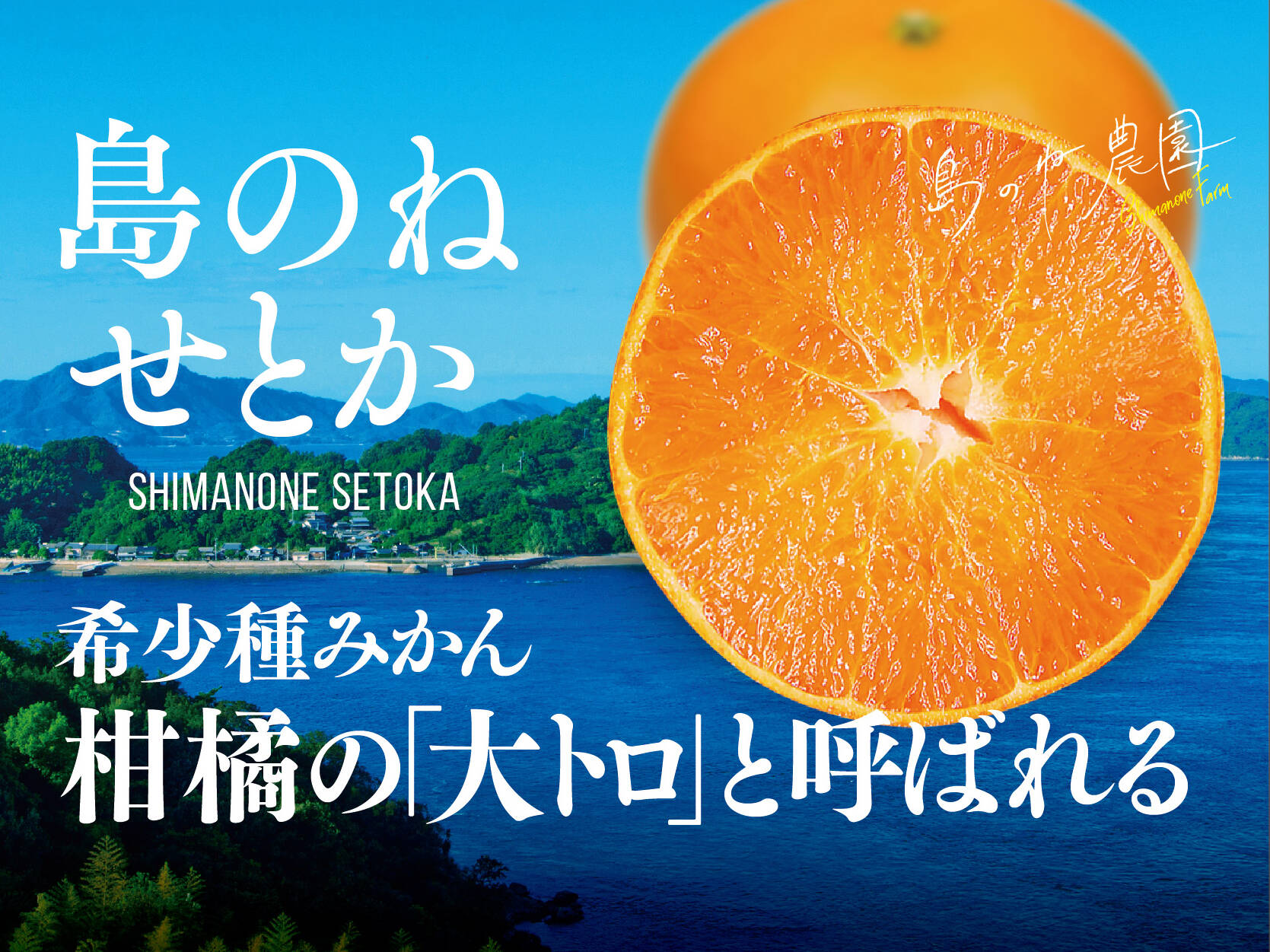 島のね せとか【愛媛せとか/木成り完熟せとか/3kg】