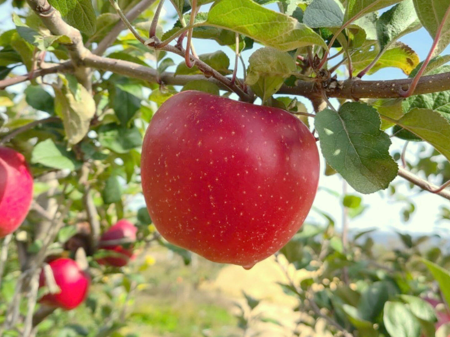 噛むたびに旨み溢れる “シナノホッペ” 3kg(3L～Sサイズ) 贈答用 信州