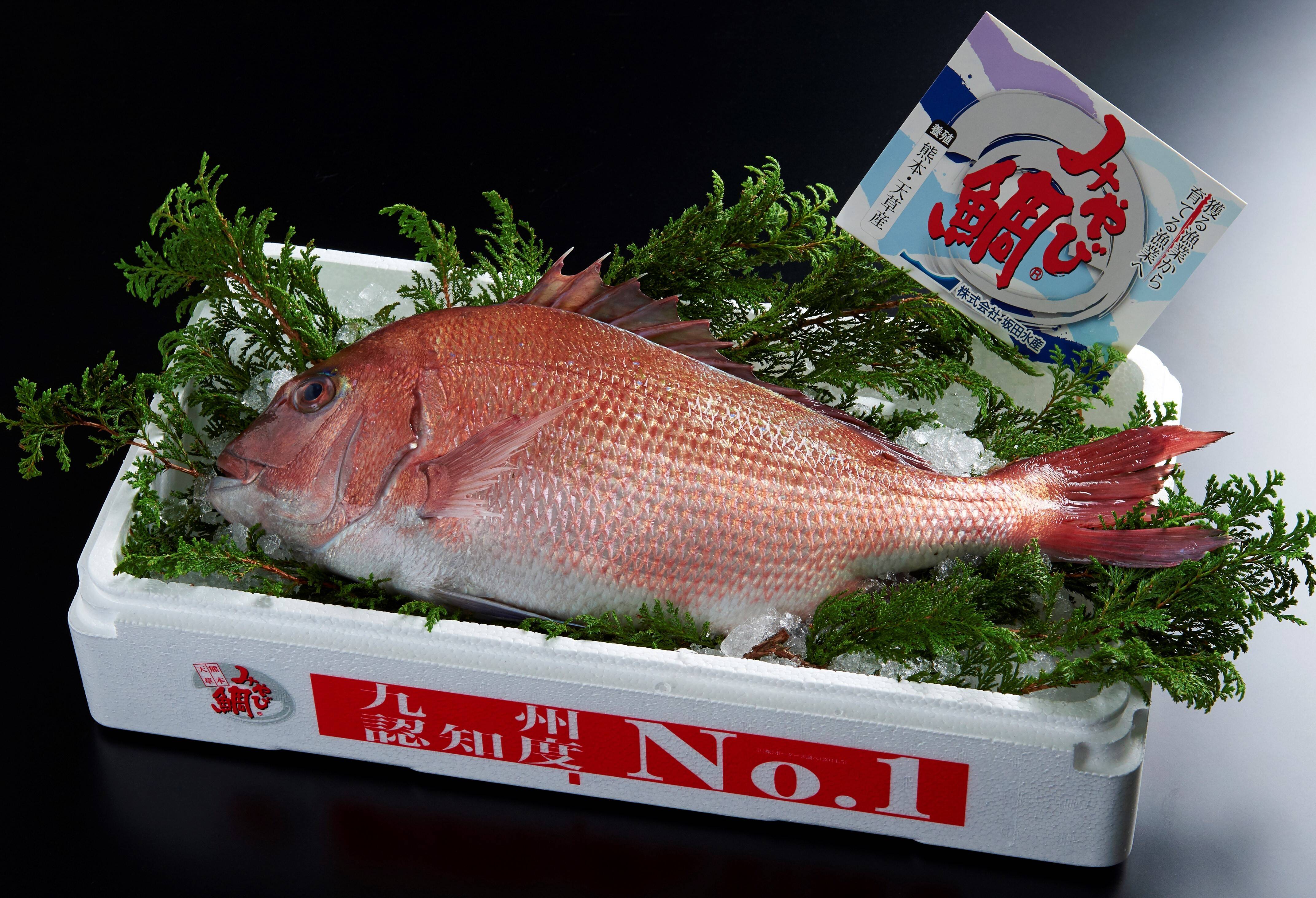 冷蔵 みやび鯛まるごと1尾セット みやび鯛約2kgサイズ 熊本県産の魚介類 食べチョク 産地直送 産直 お取り寄せ通販 農家 漁師から旬の食材を直送