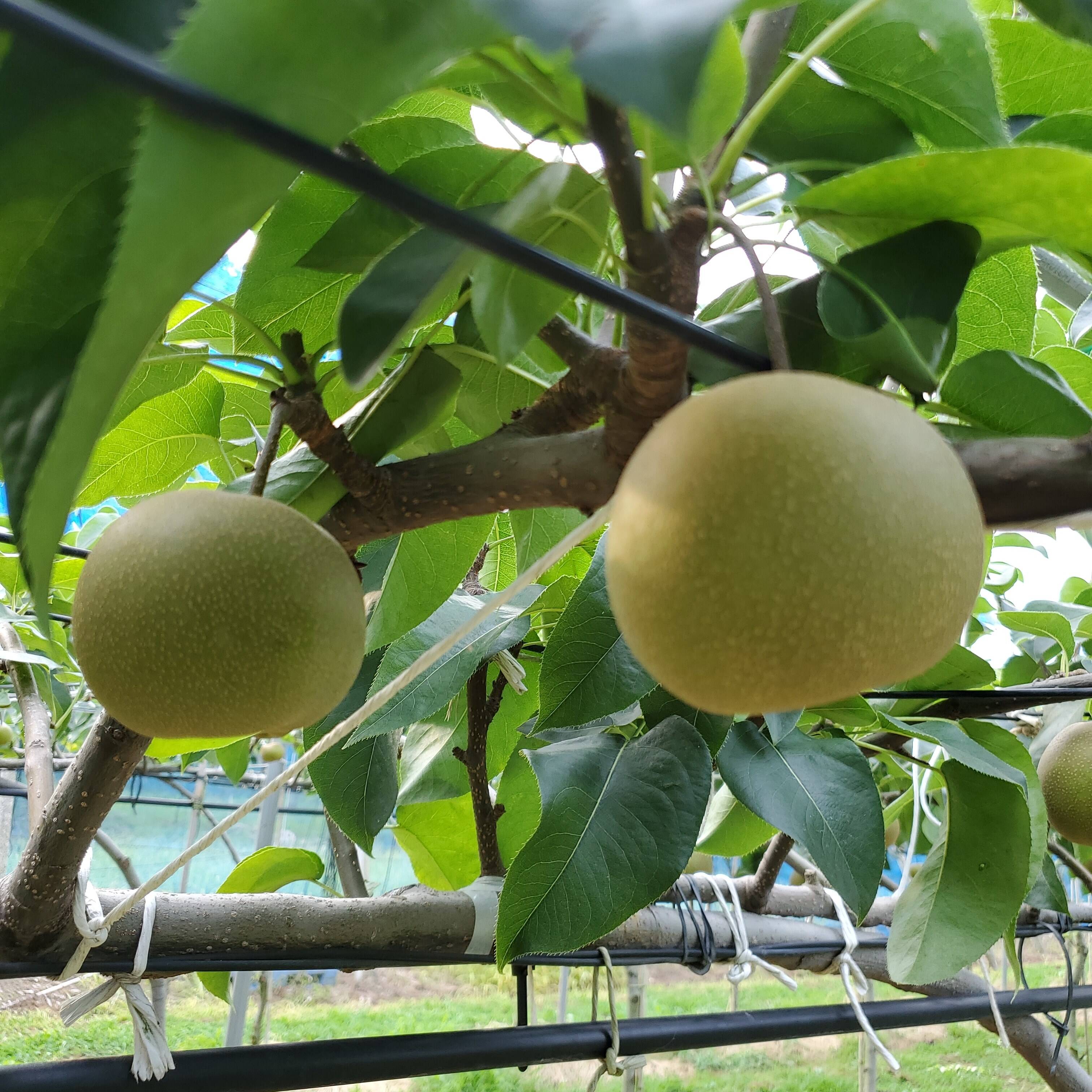 ご試食用】梨 幸水 3Kg箱 6玉～10玉 _ 2024：千葉県産の幸水｜食べ