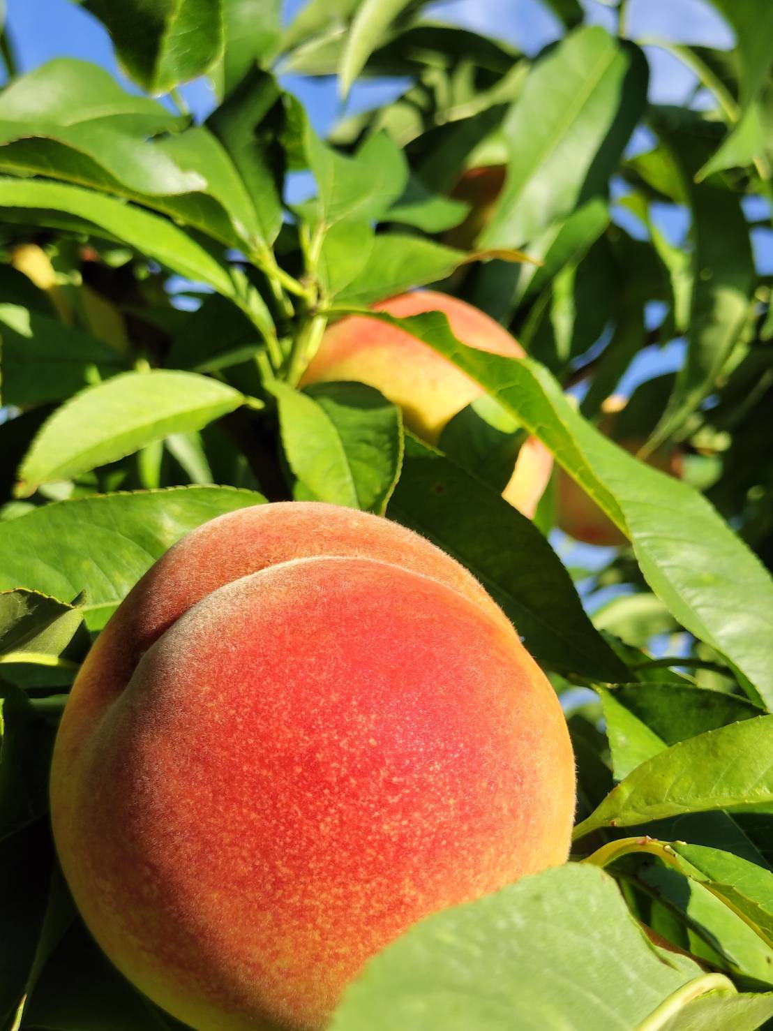 収量限定！希少の激レア桃！ 【美郷】 3㎏ 10前後【夏ギフト】：山形県