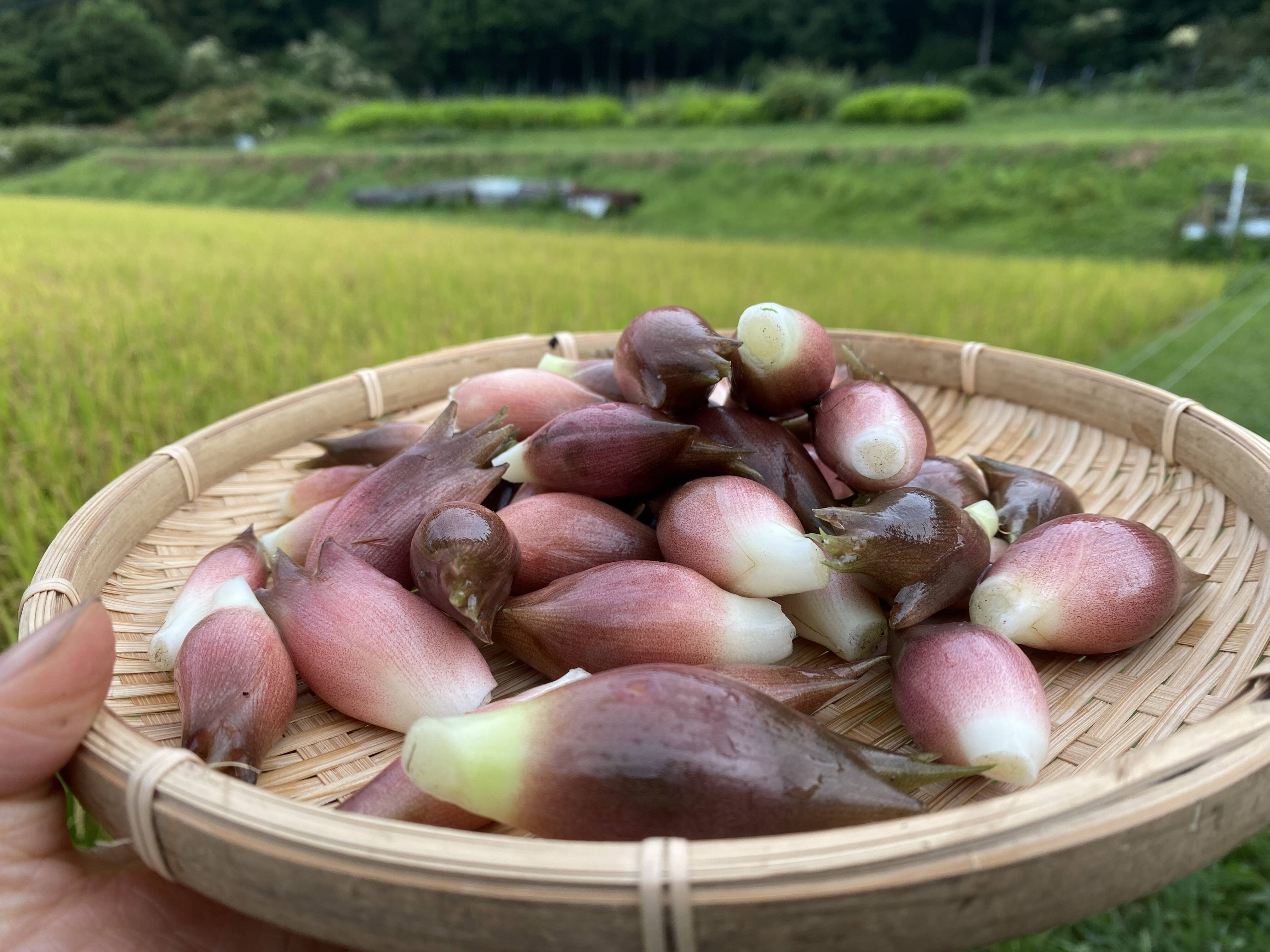 山育ち◎香り豊かな秋みょうが500g：長野県産のその他ミョウガ｜食べチョク｜産地直送(産直)お取り寄せ通販 - 農家・漁師から旬の食材を直送