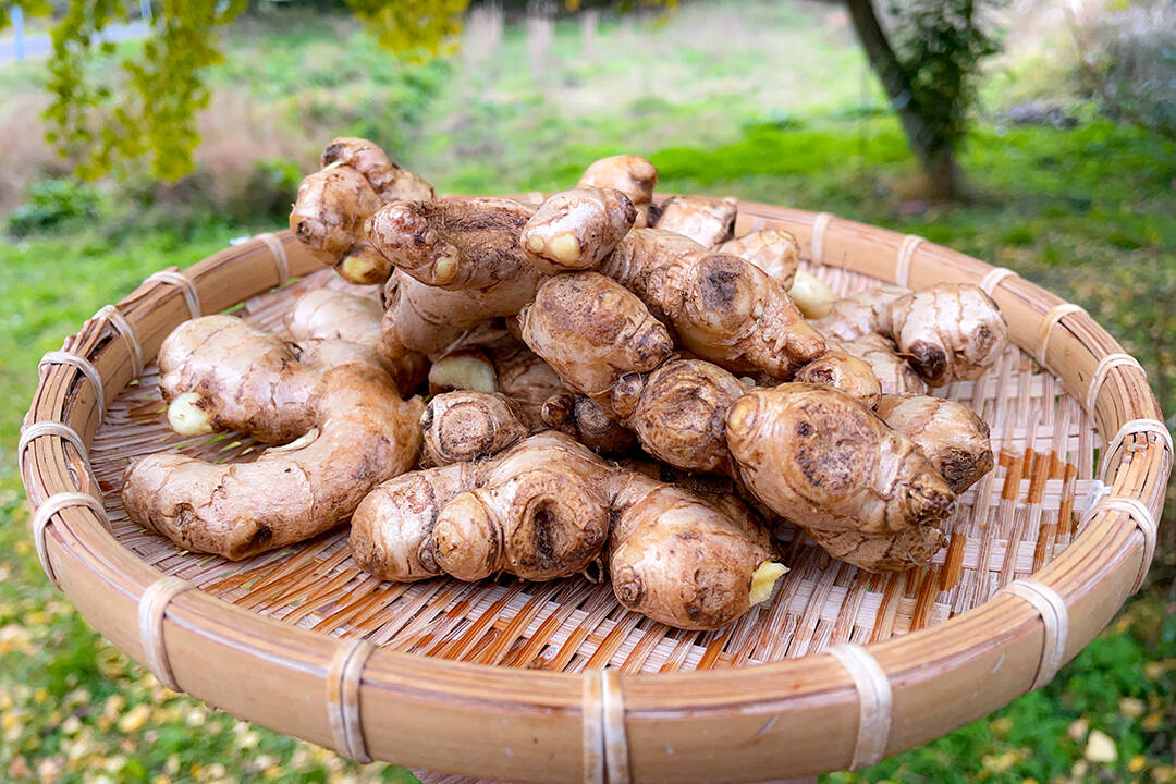 千葉県産 三州生姜 種生姜 20kg 香味・薬味野菜