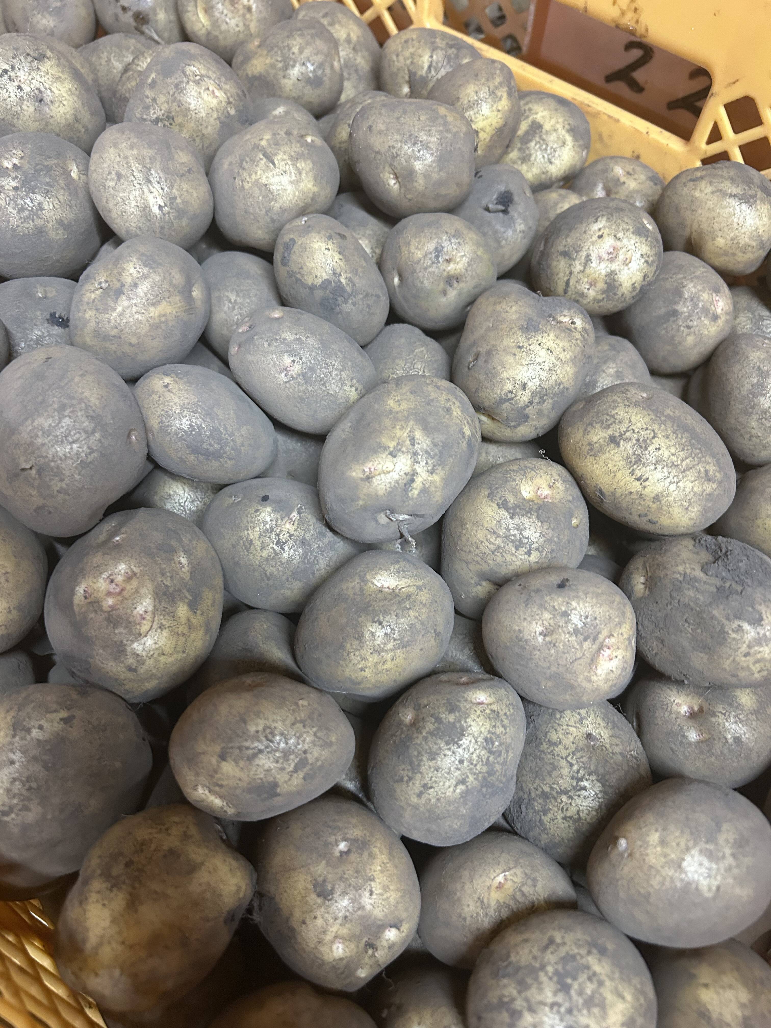 皮ごとまるっと、食べきりサイズ】《きたあかり 箱入り2kg》 お子様も
